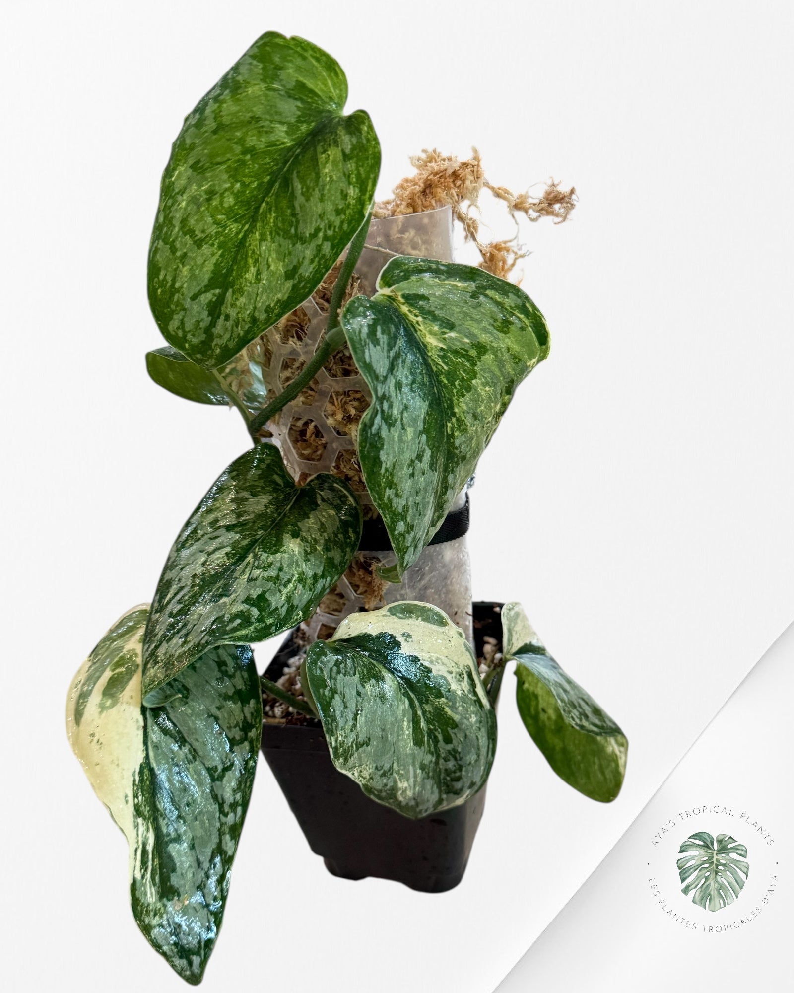 Scindapsus Exotica Tricolor - EXP28