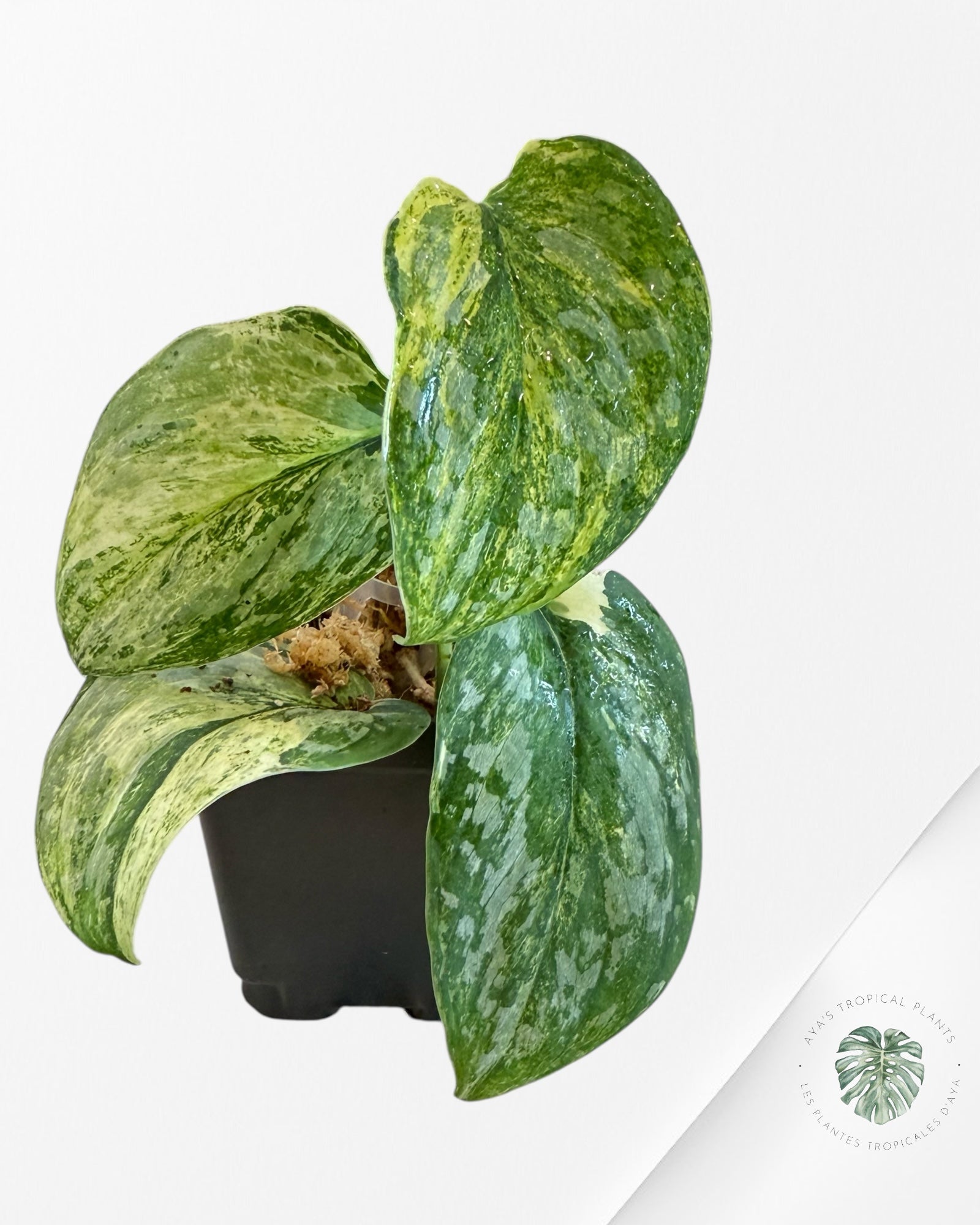 Scindapsus Exotica Tricolor - EXP27