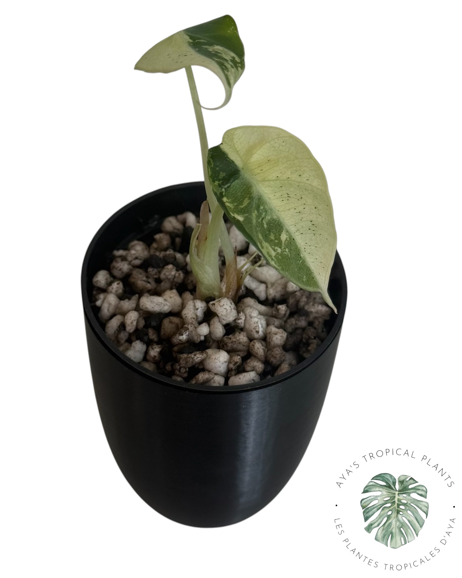 Alocasia Black Velvet Snowflake panaché