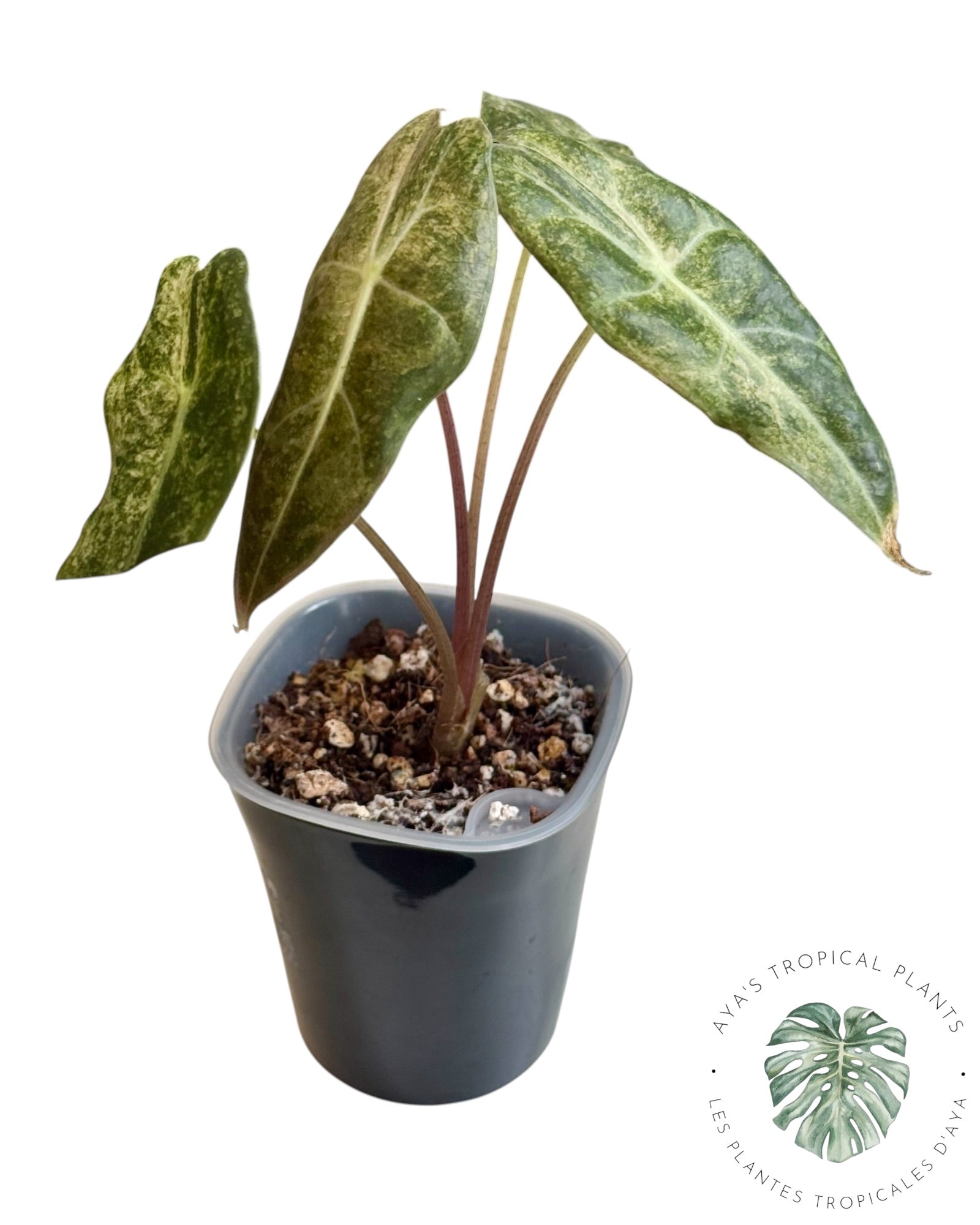 Alocasia Black Satun Pink Stardust Panaché