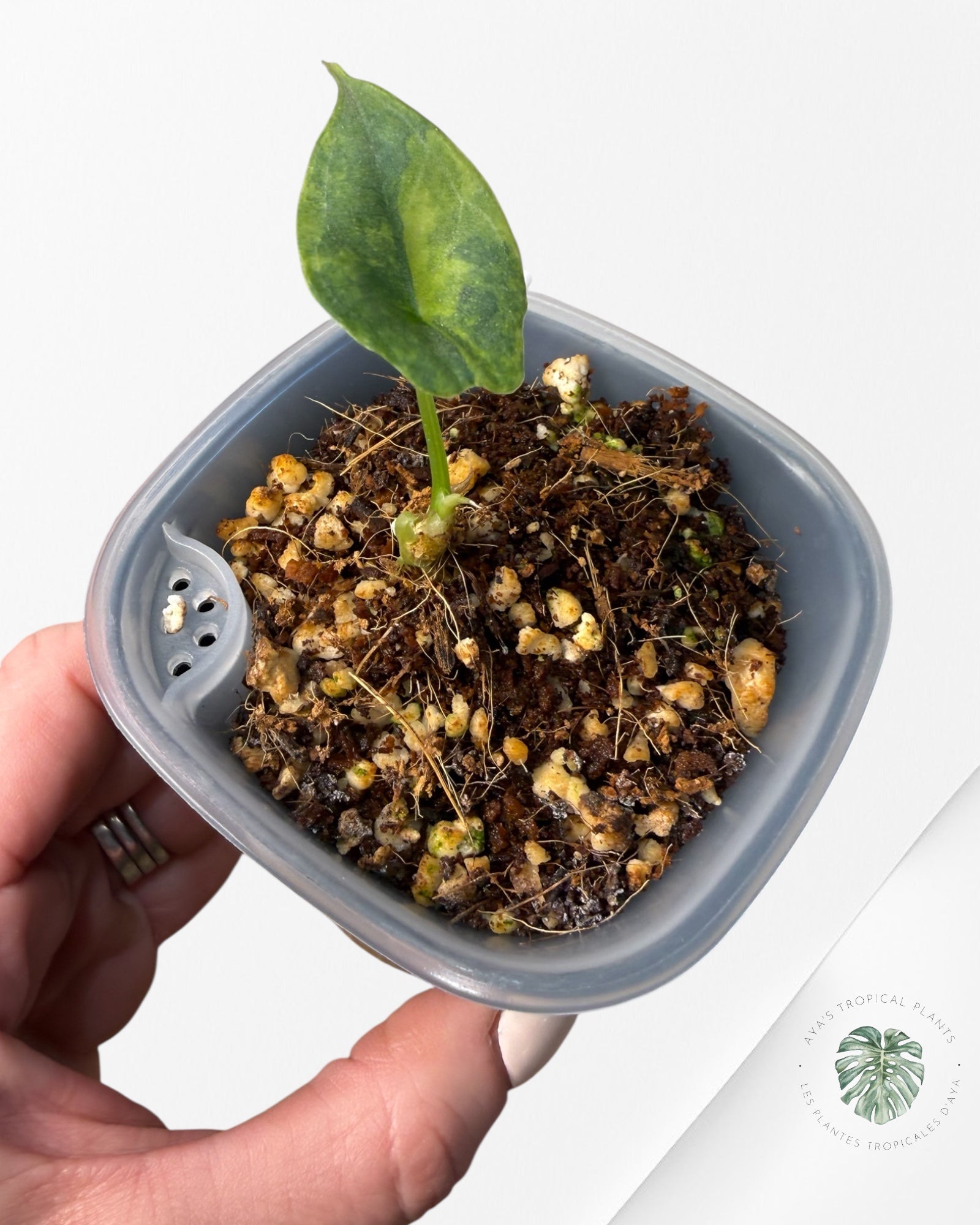 Alocasia Heterophylla "Dragons Breath" Aurea Variegated