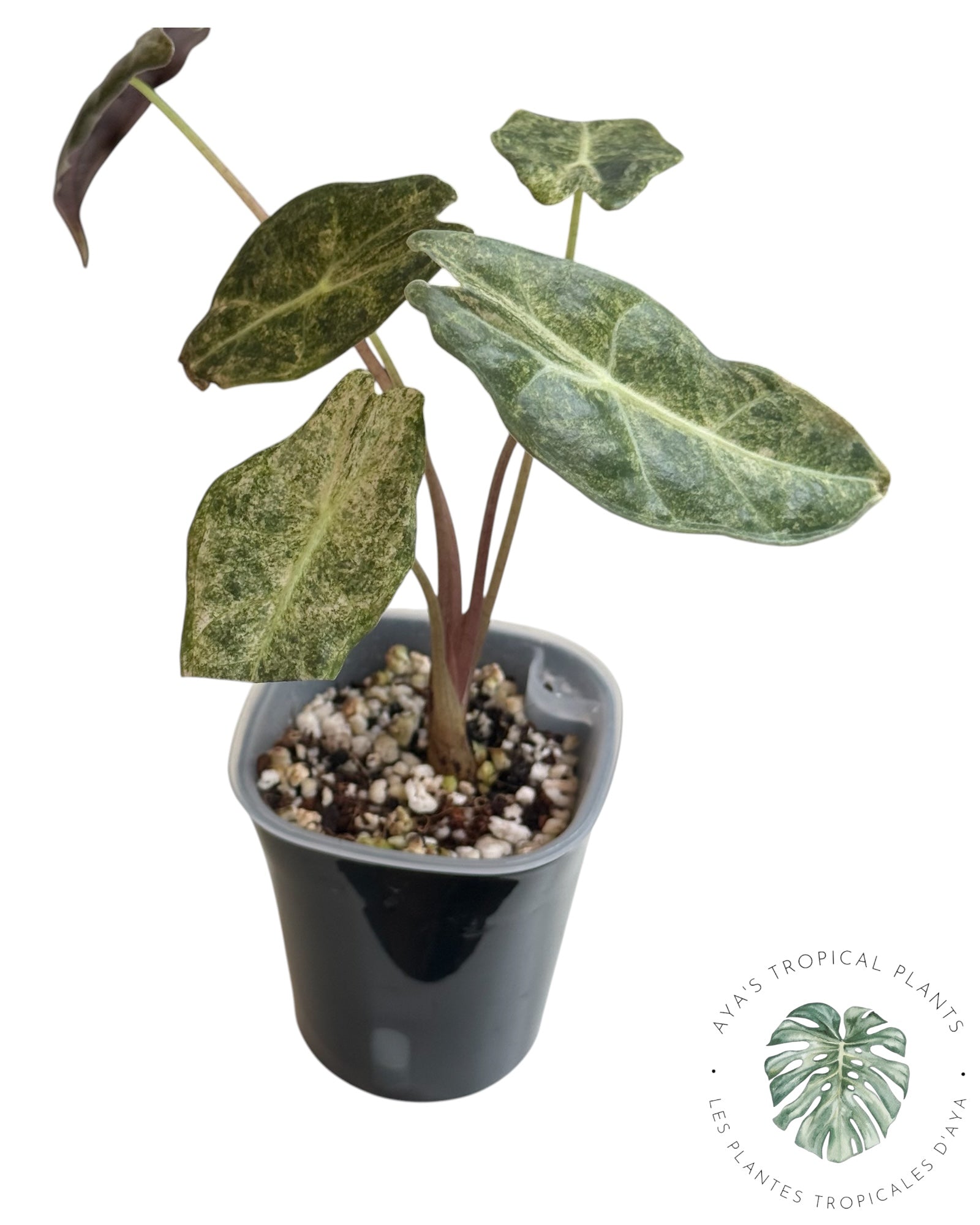 Alocasia Black Satun Pink Stardust Panaché
