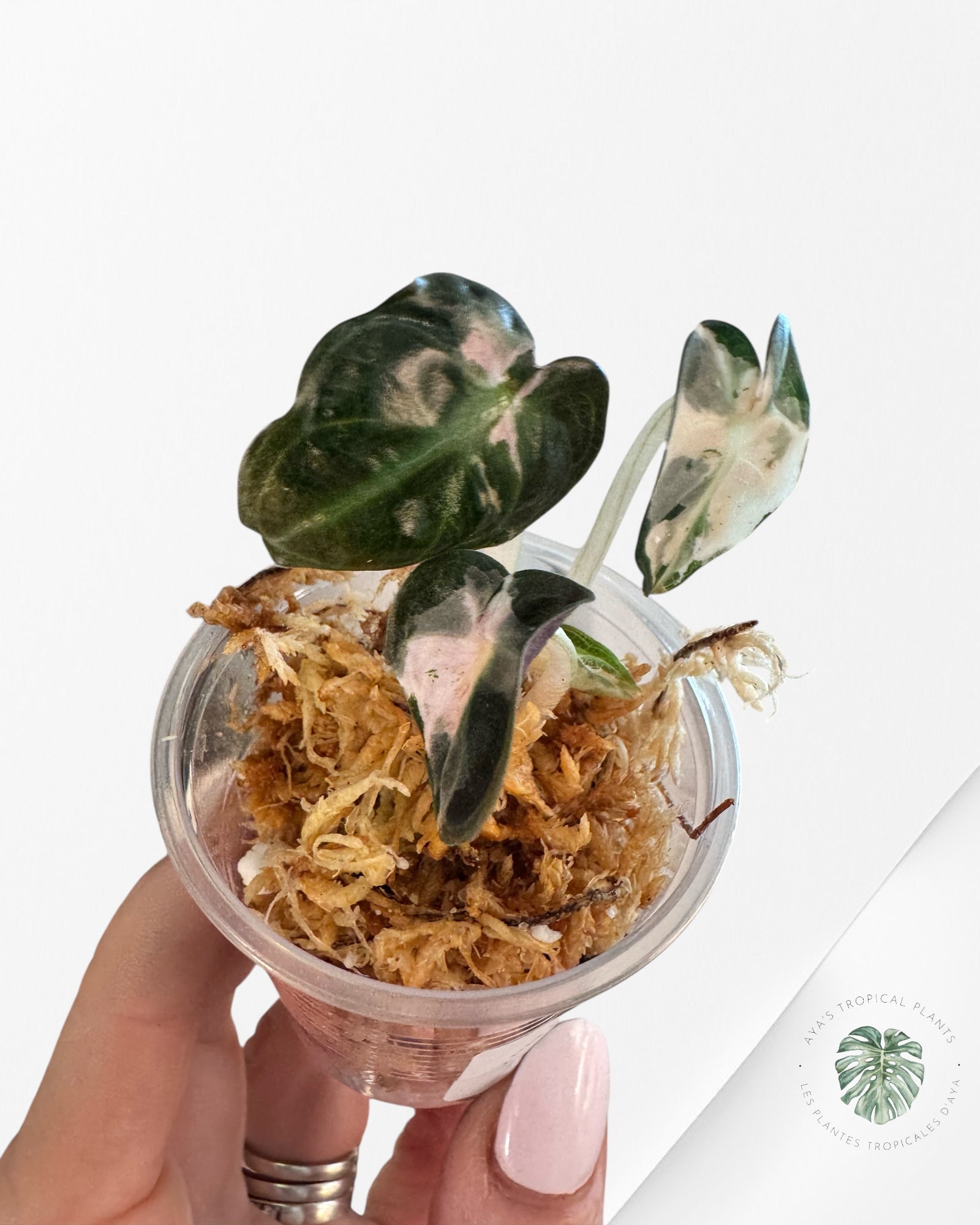 Alocasia Heart Balloon Variegated-SS