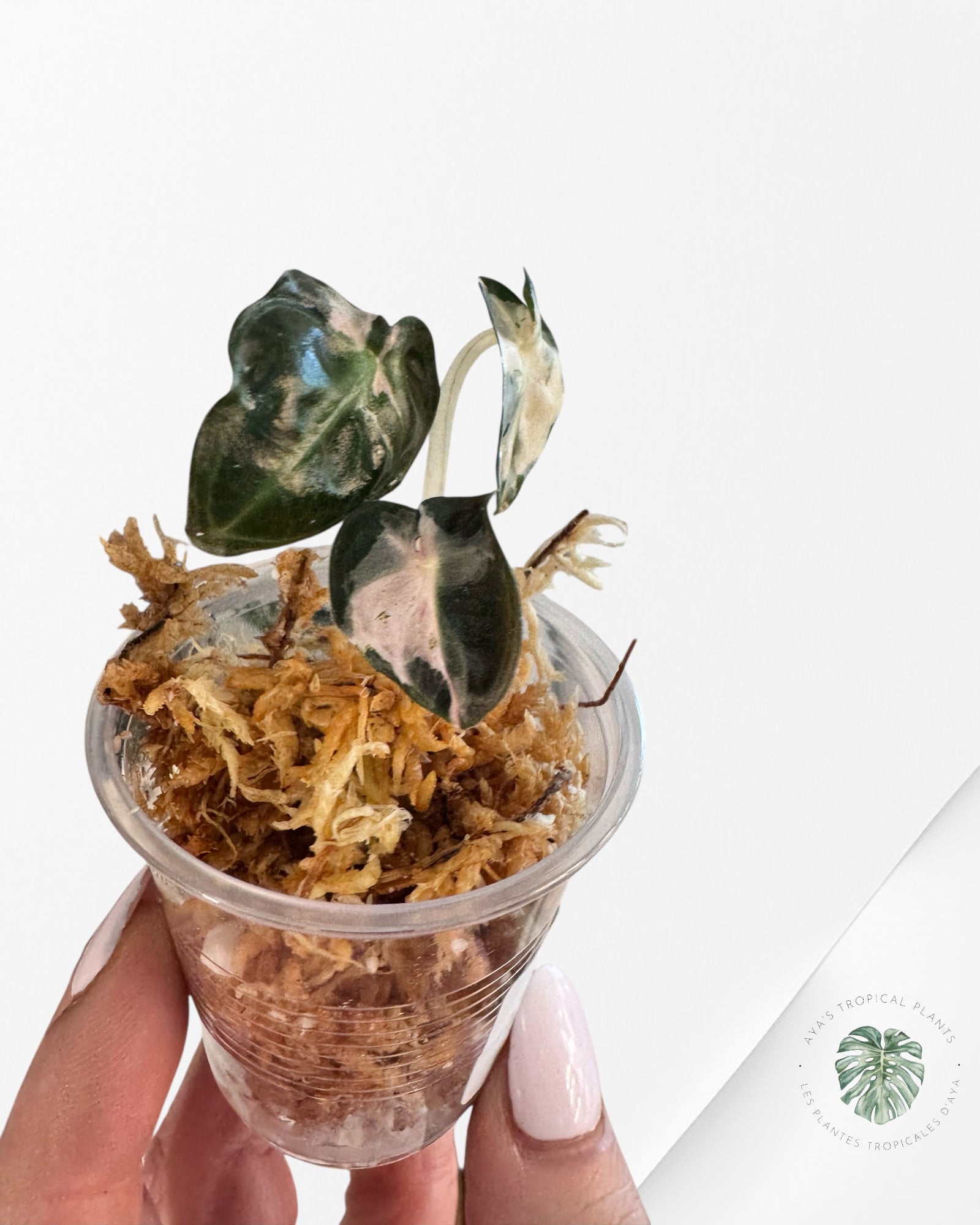 Alocasia Heart Balloon Variegated-SS