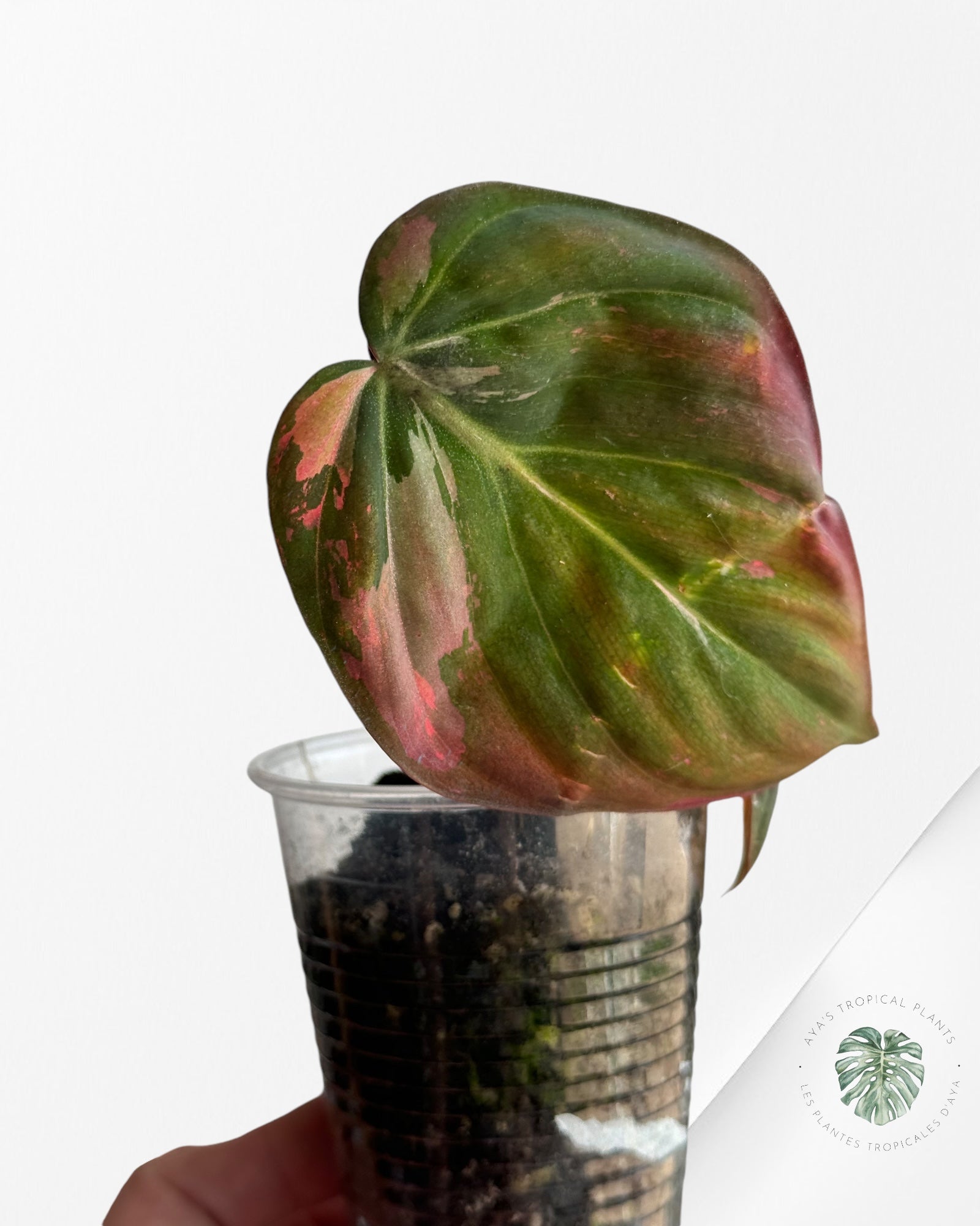 Philodendron Pink Micans Variegated