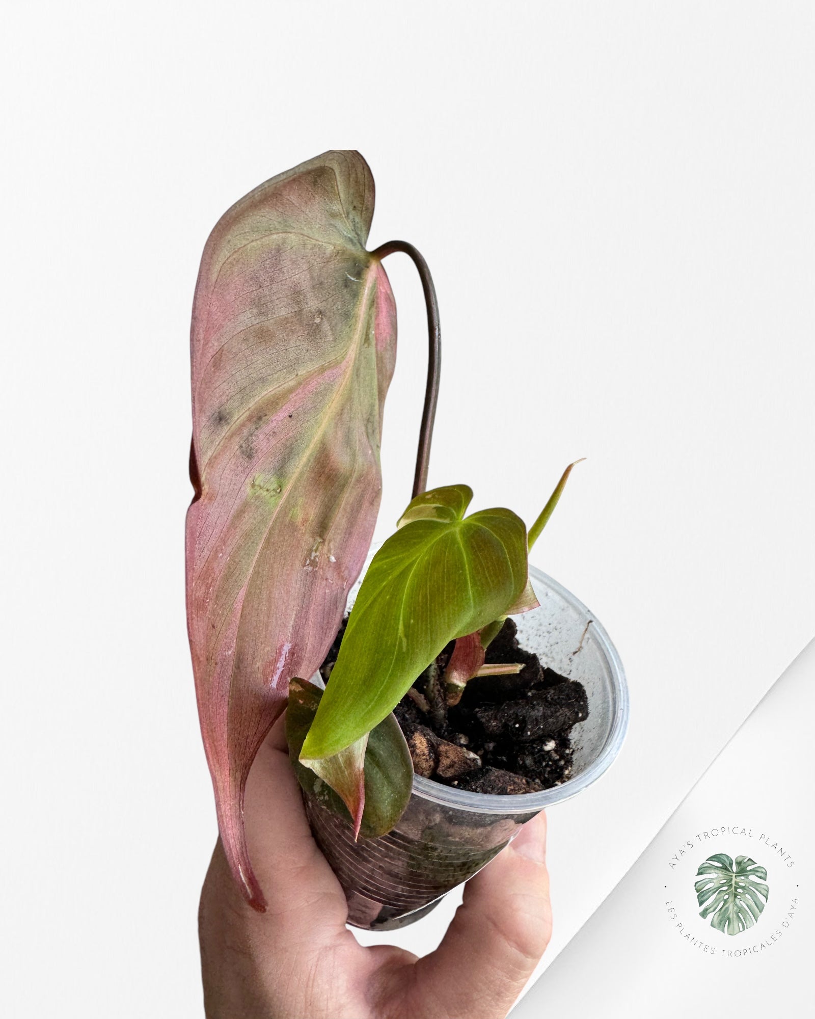 Philodendron Pink Micans Variegated