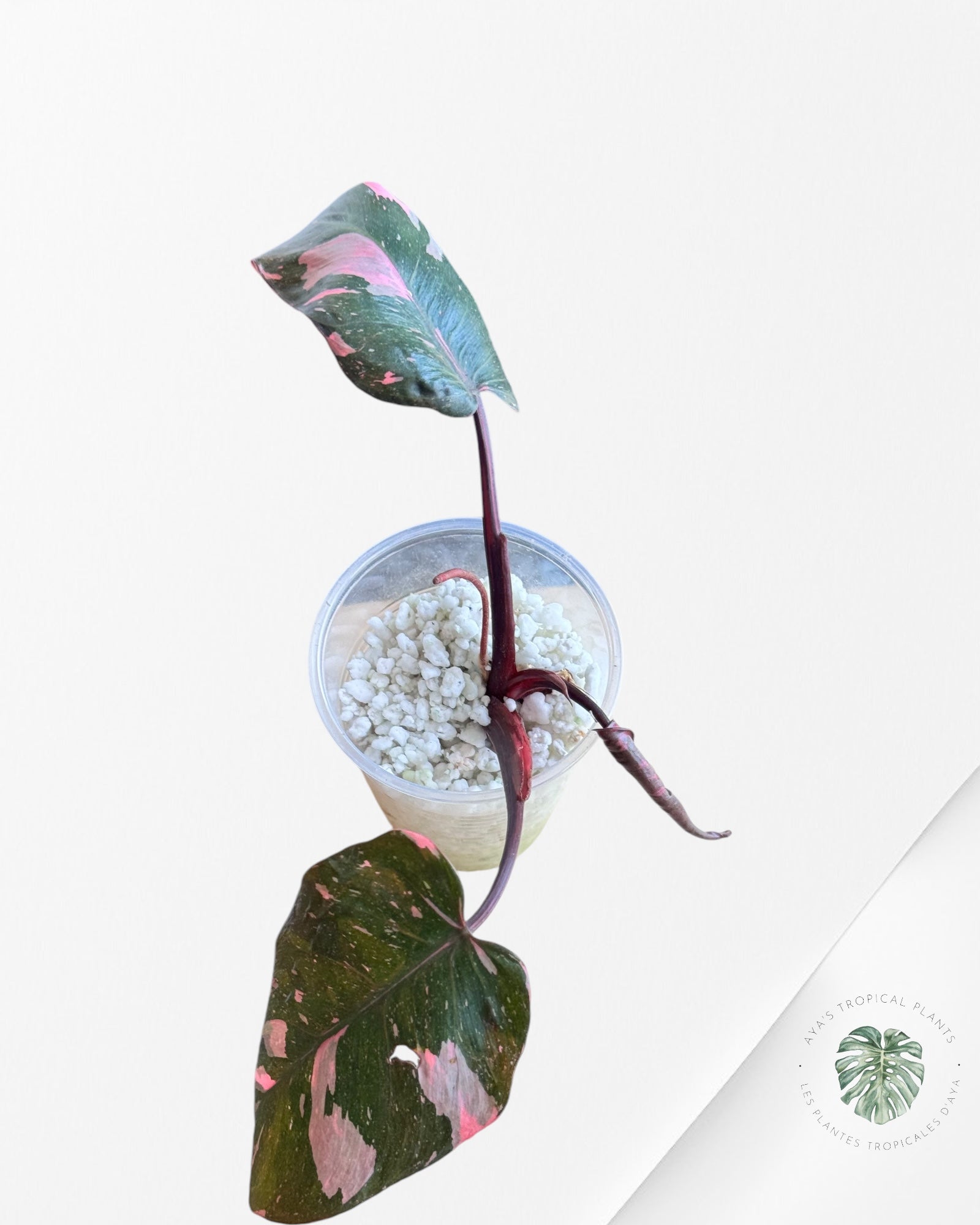 Philodendron Pink Galaxy #21