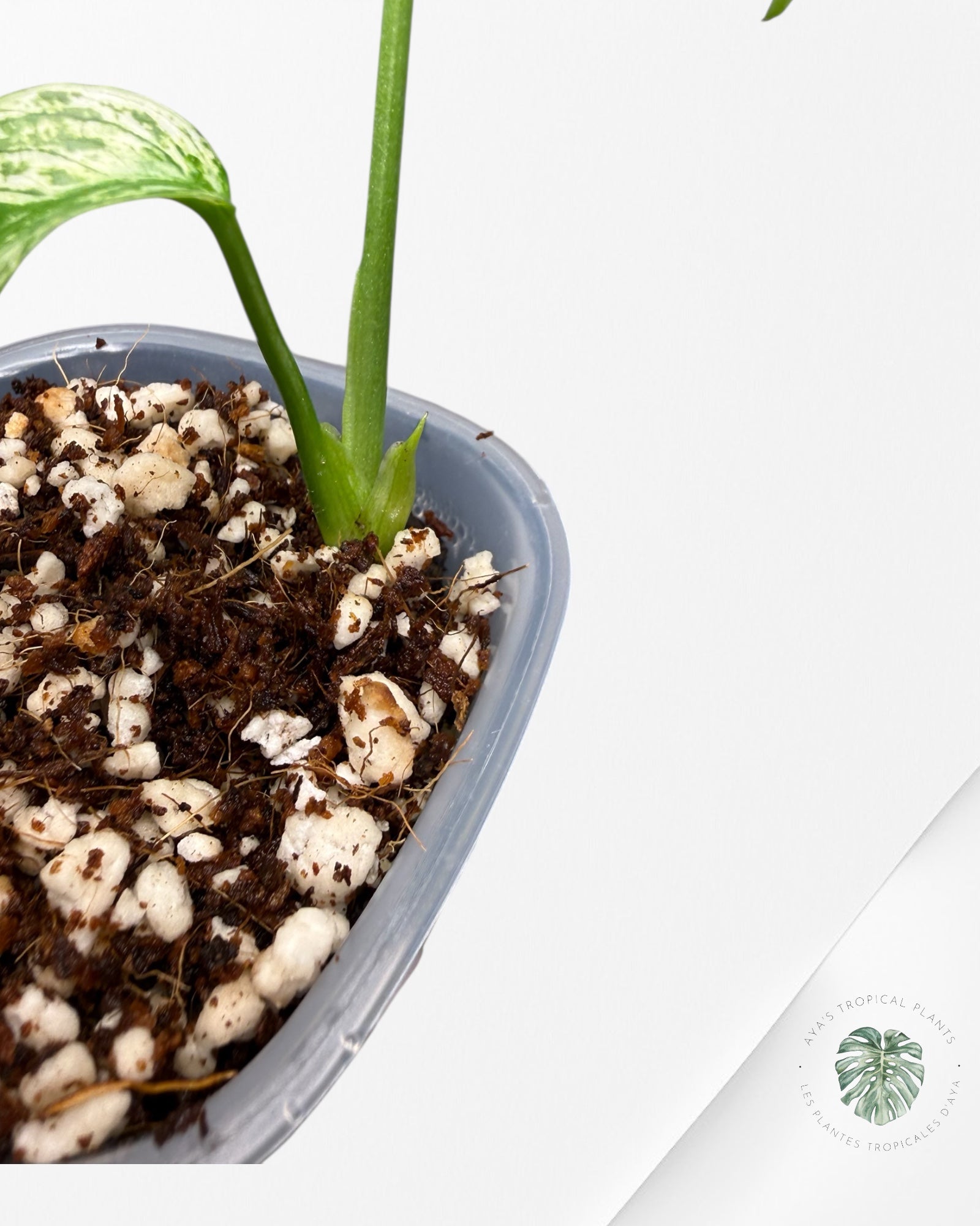 Monstera Devil Monster