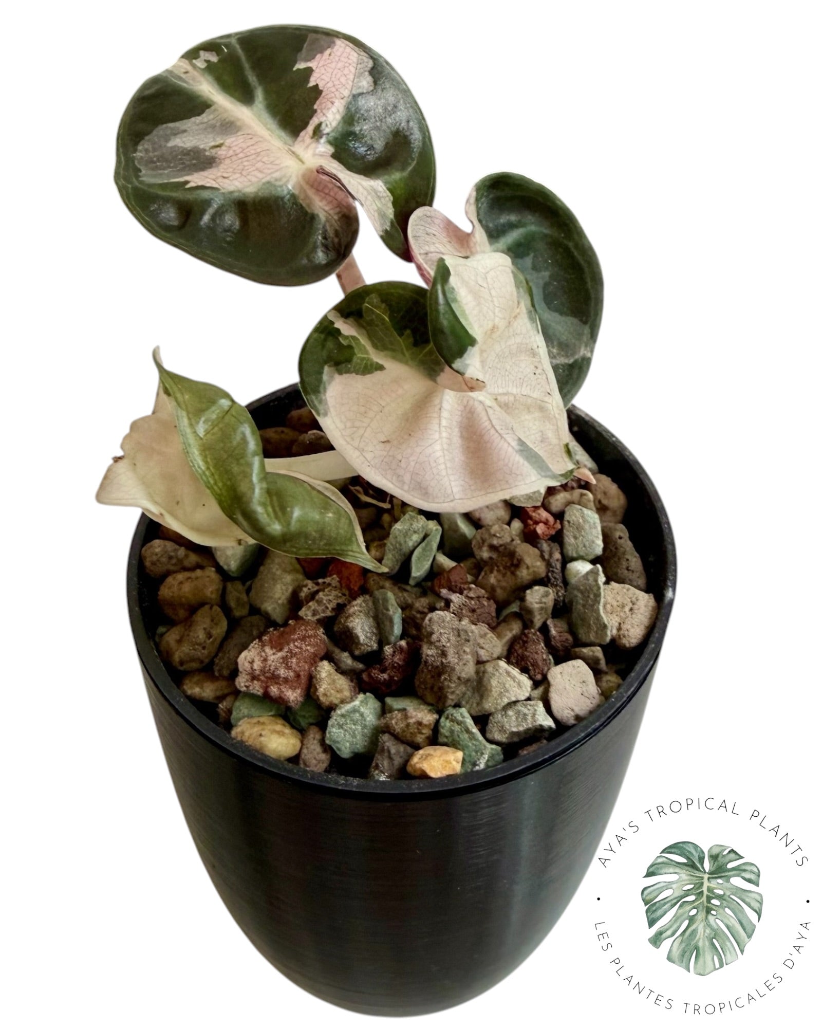 Alocasia Heart Balloon Pink variegated
