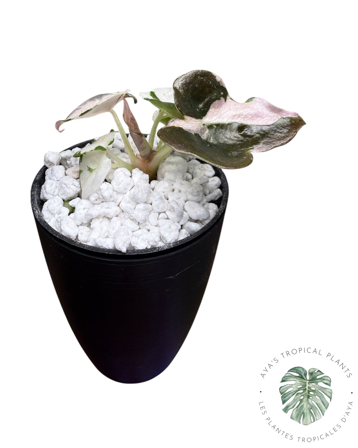 Alocasia Cuprea Pink Albo Variegated