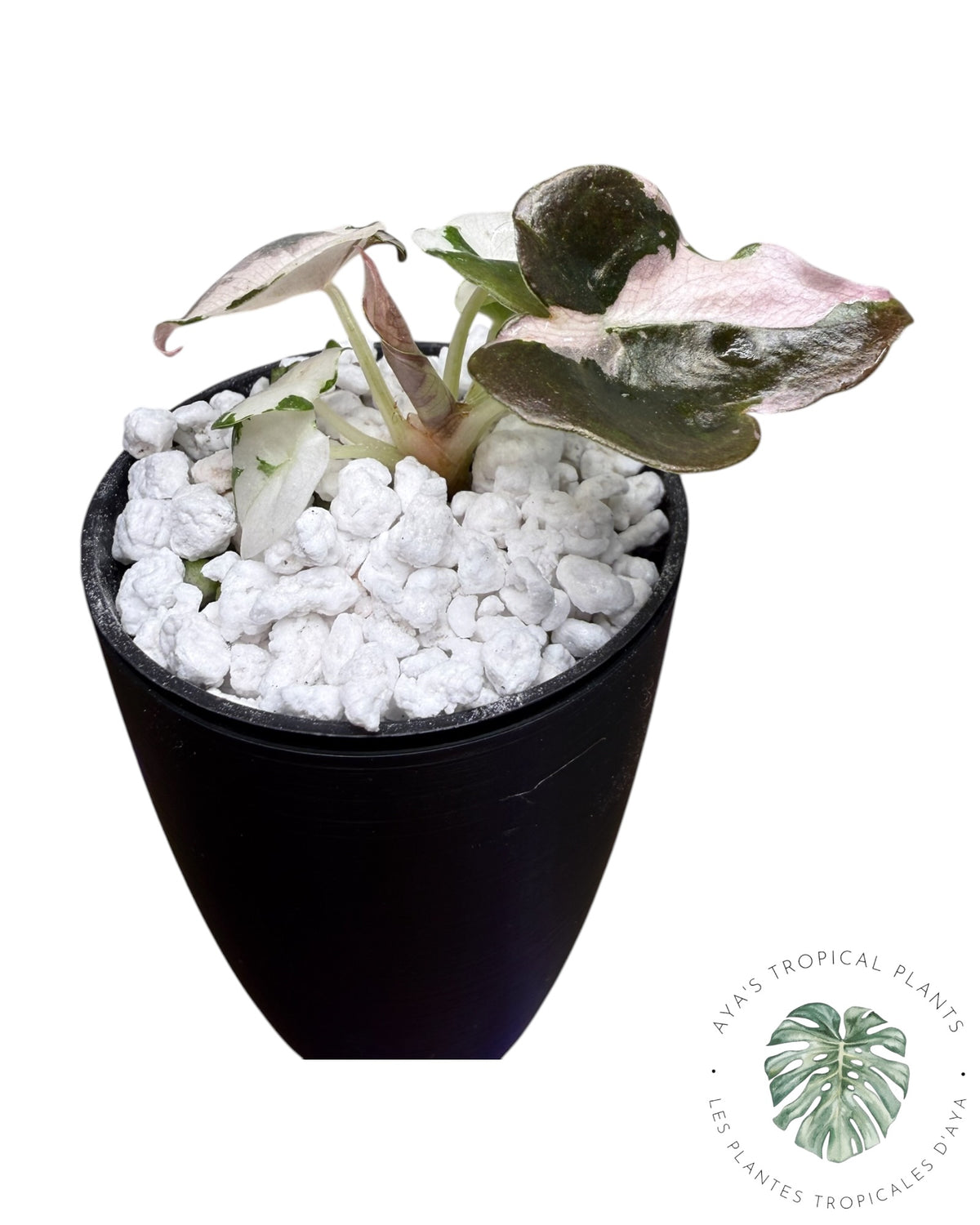 Alocasia Cuprea Pink Albo Variegated
