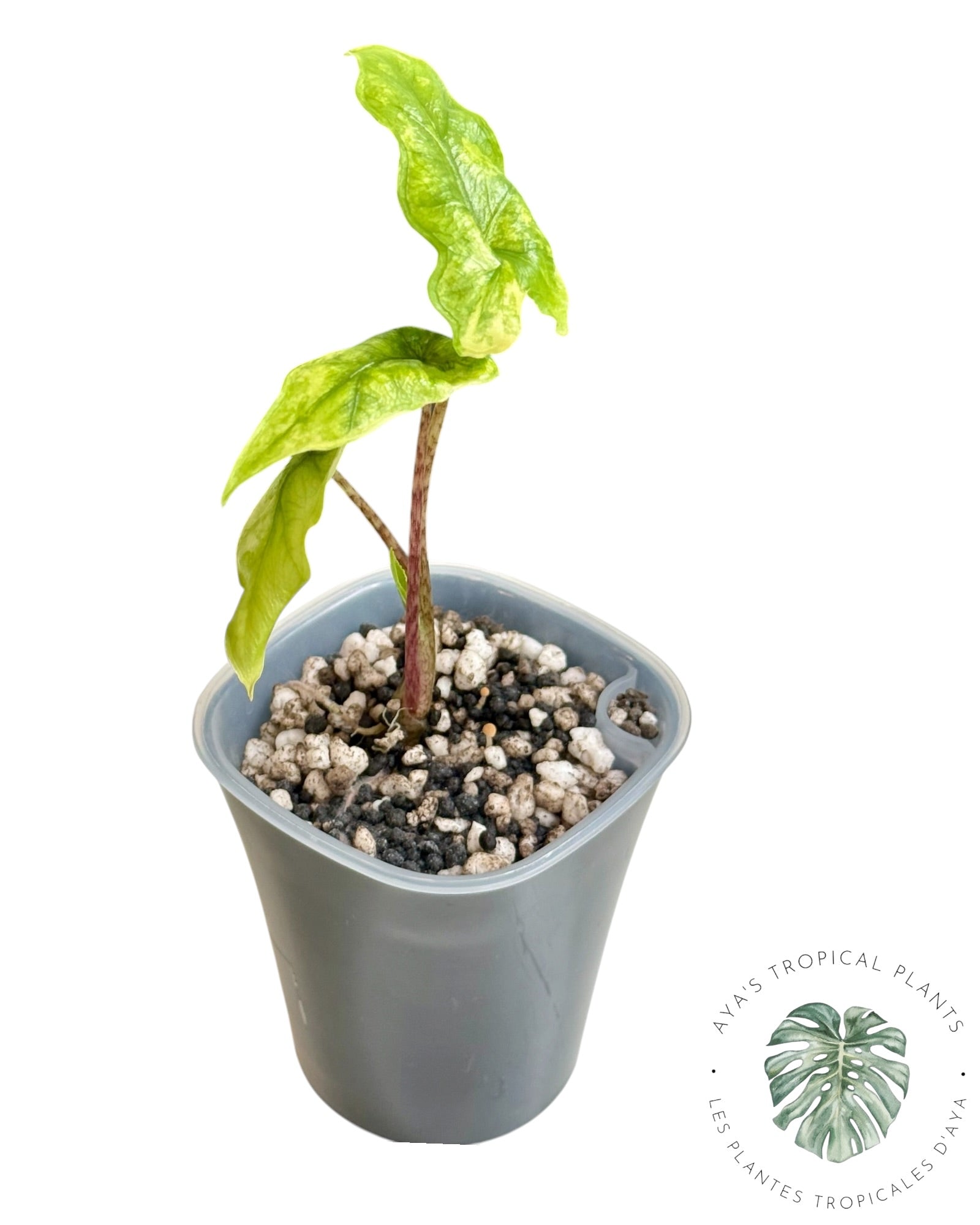 Alocasia Jacklyn Variegated ( a grade)