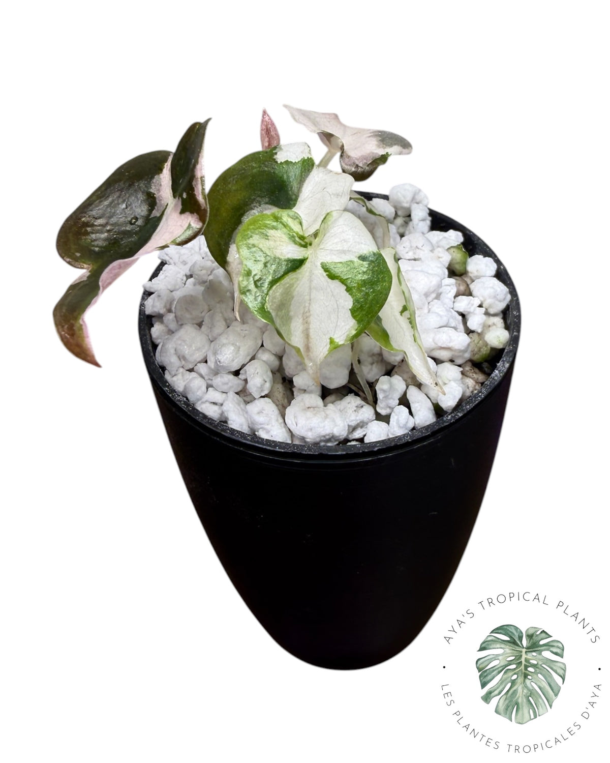 Alocasia Cuprea Pink Albo Variegated