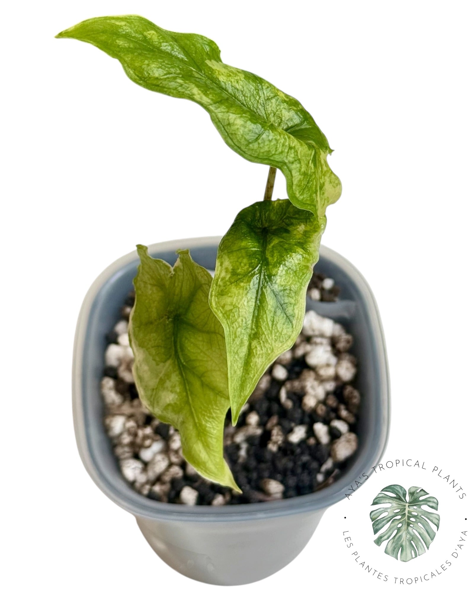Alocasia Jacklyn panaché (qualité A)