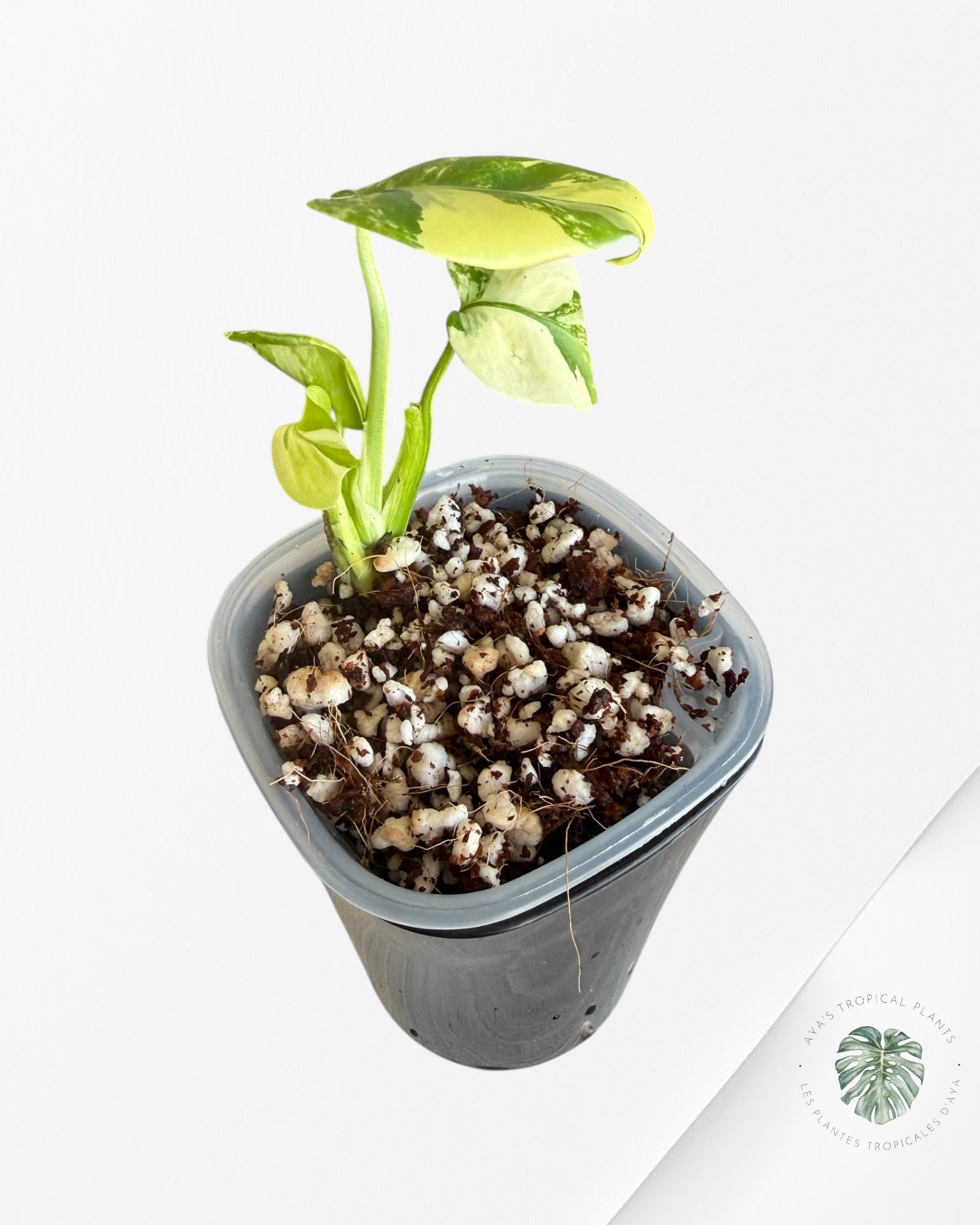 Monstera Deliciosa ‘Lemon Pom Pom’