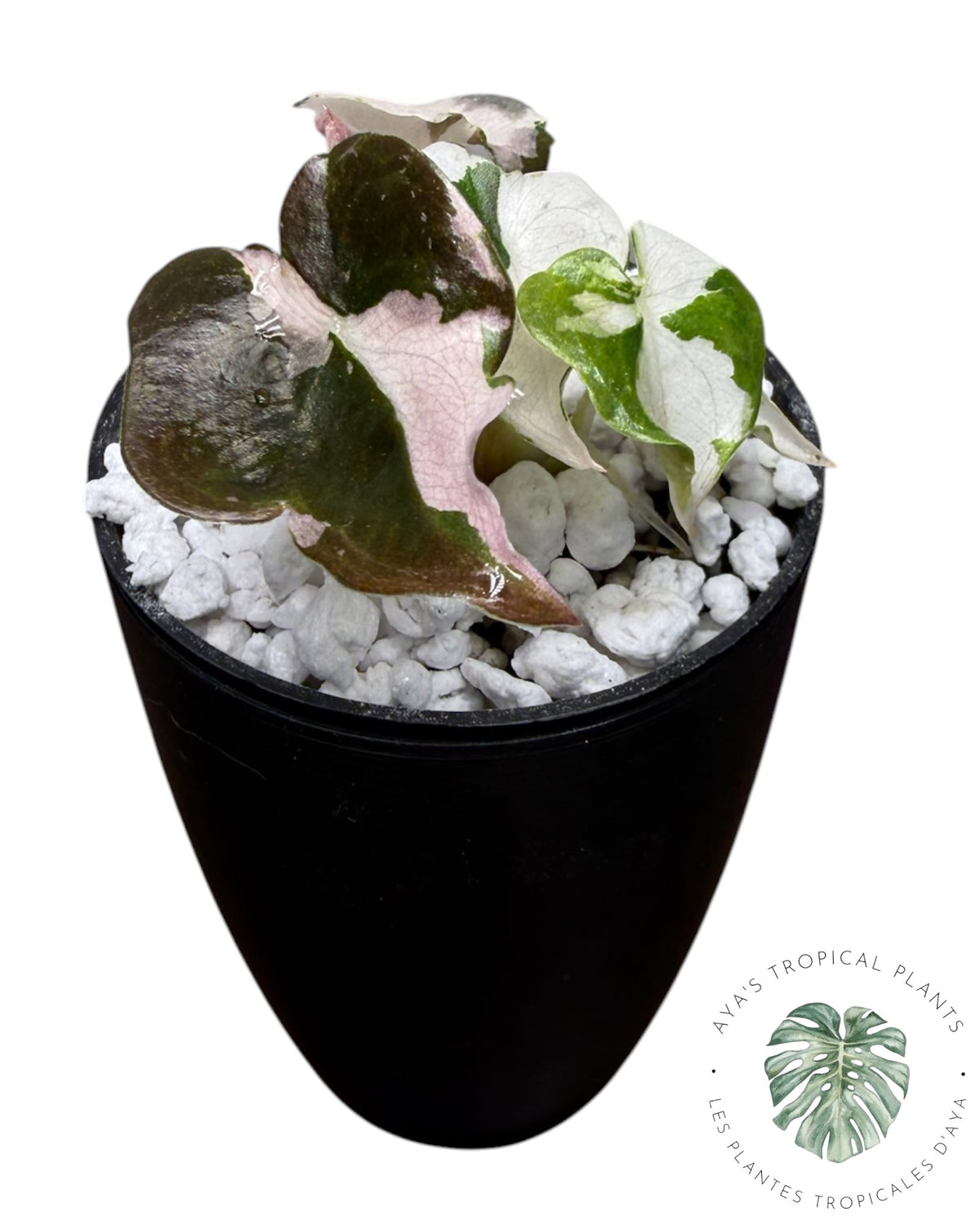 Alocasia Cuprea Pink Albo Variegated