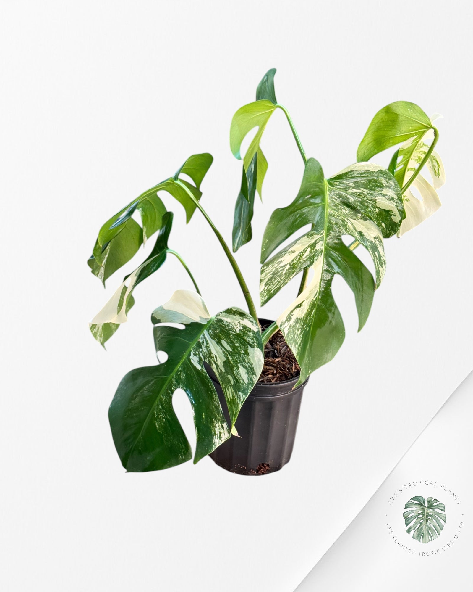 Monstera Borsigiana albo-JA600