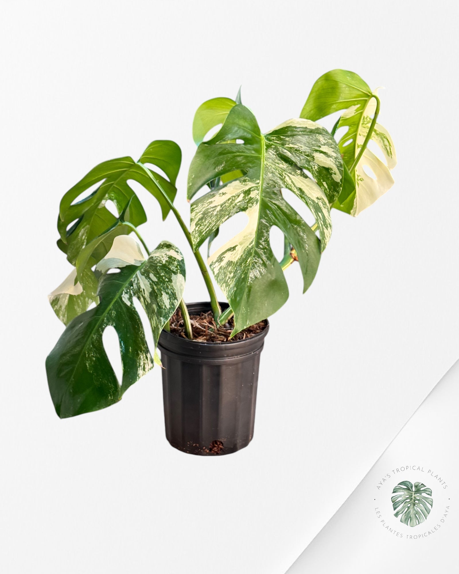 Monstera Borsigiana albo-JA600