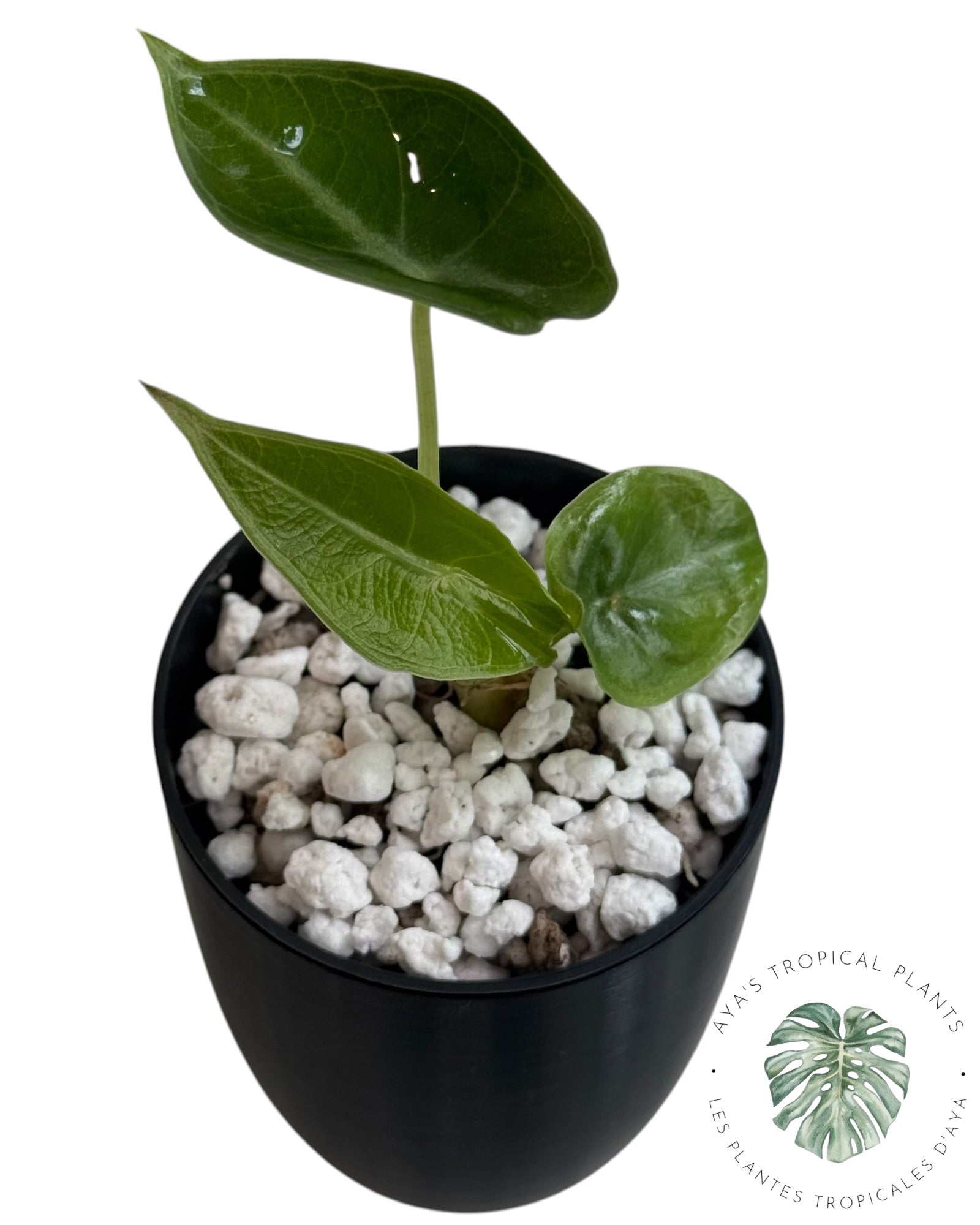 Alocasia Longiloba Pourpre