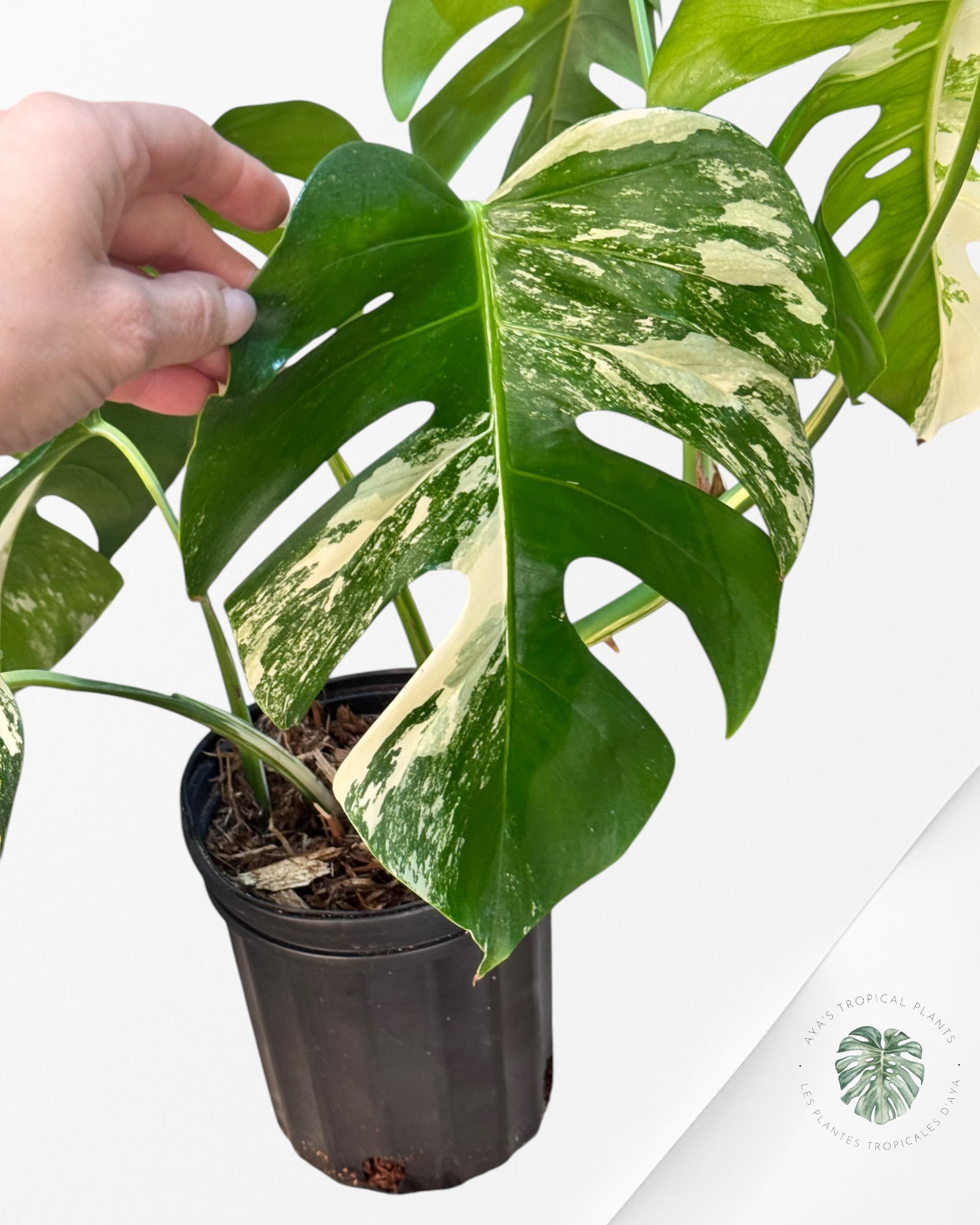 Monstera Borsigiana albo-JA600