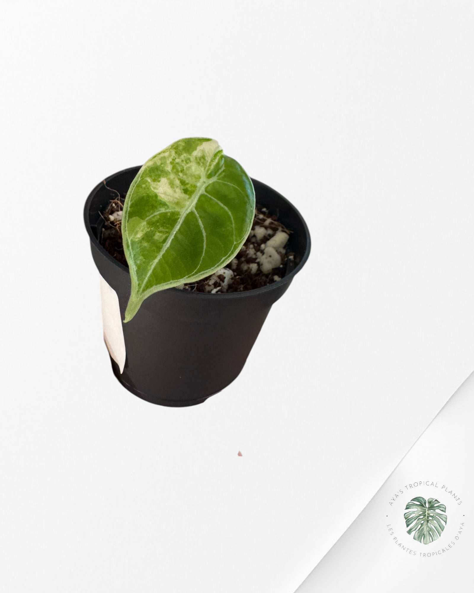 Alocasia watsoniana "Doff" Pink variegated-V