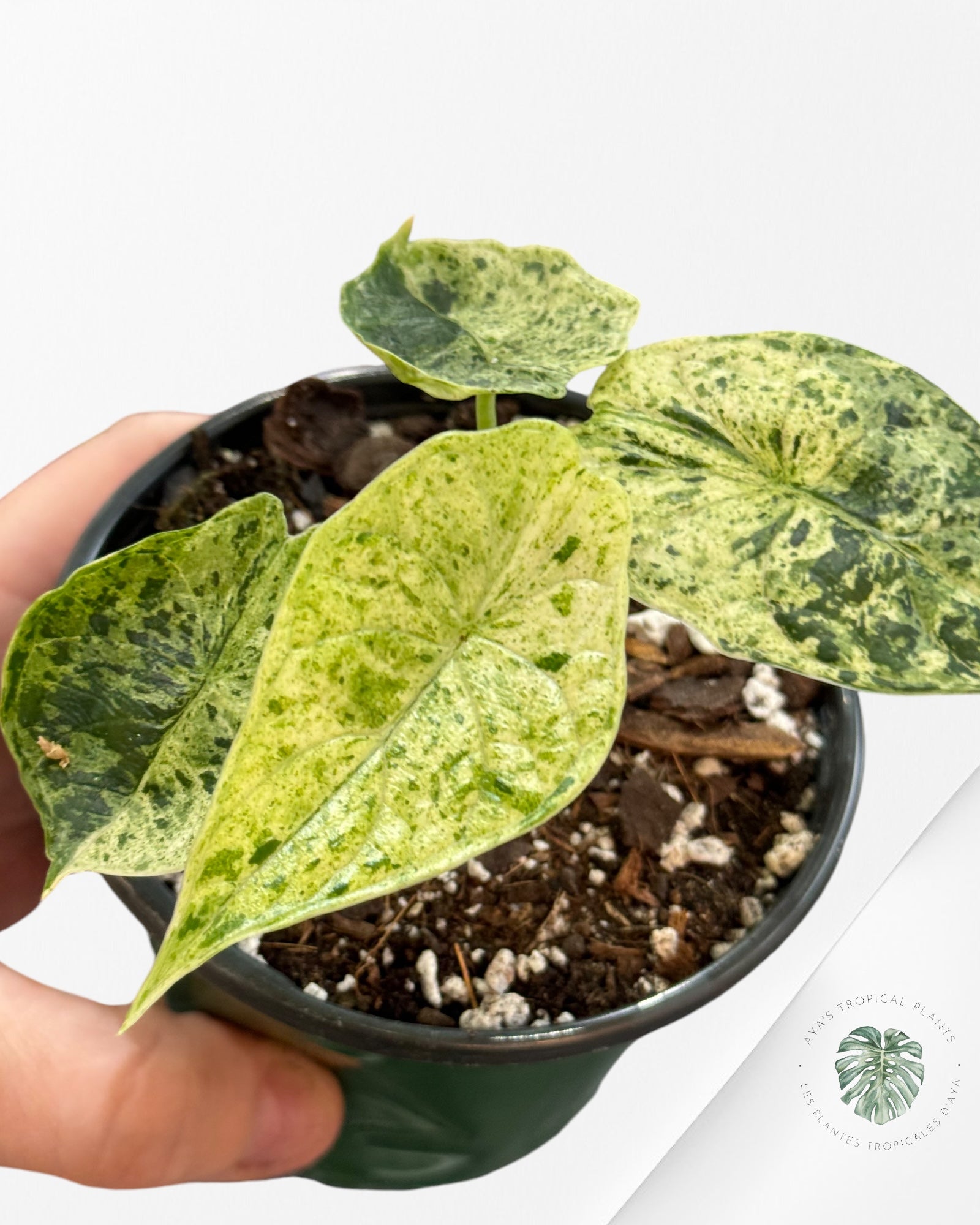 Alocasia baginda 'Dragon Scale' variegated Mint-3