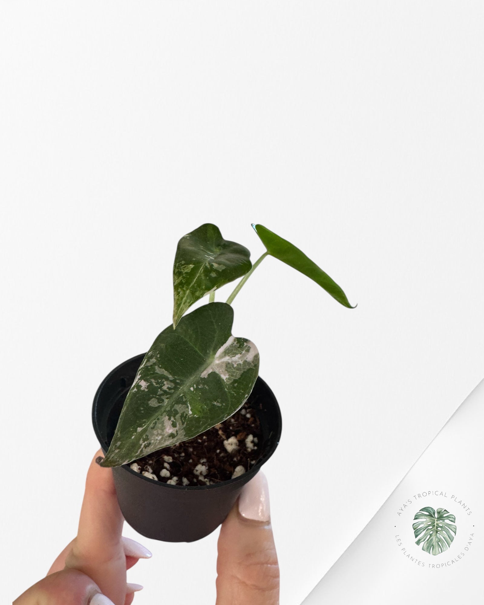 Alocasia Bambino Variegated ( Pink)-E