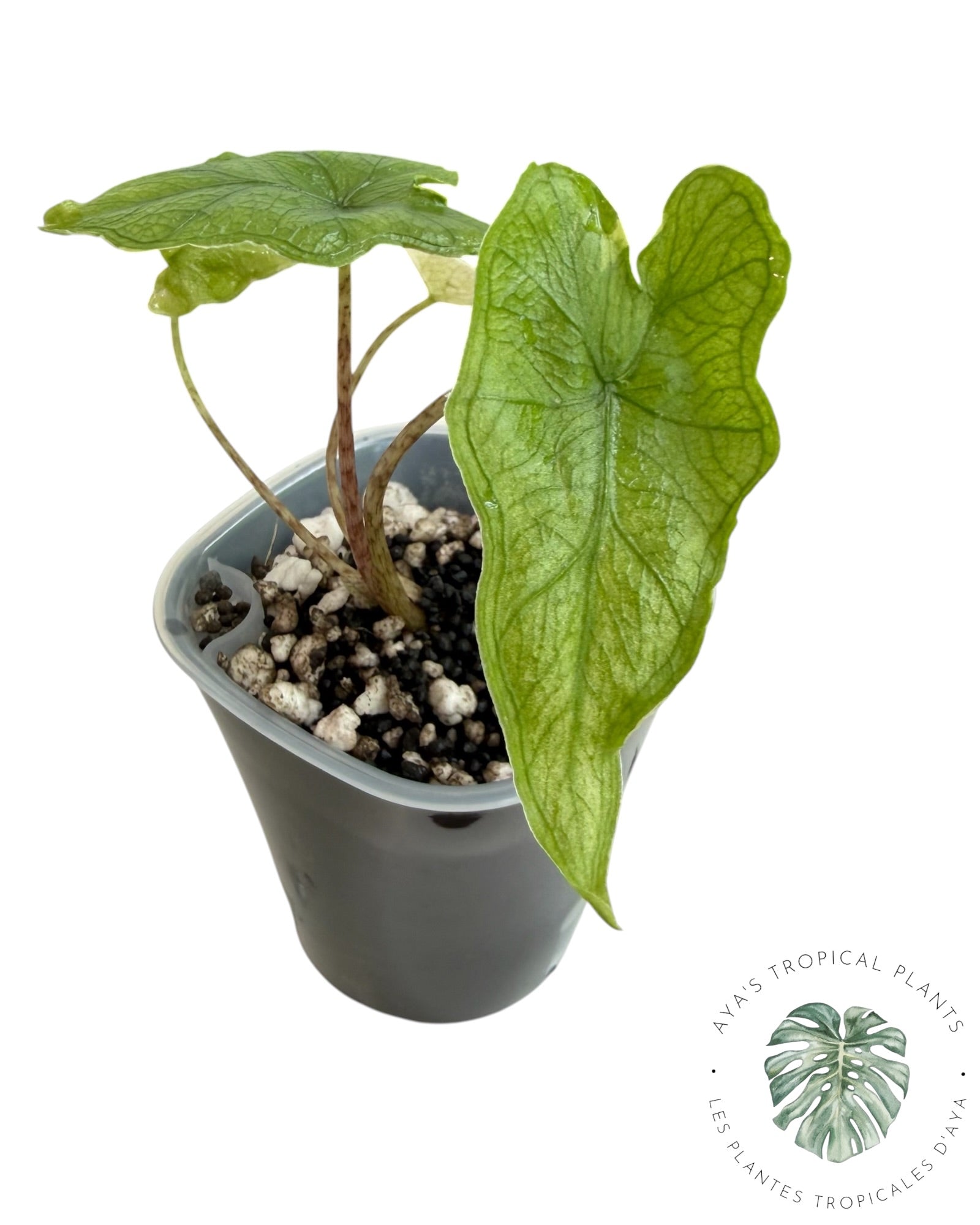 Alocasia Jacklyn Variegated (Grade A)