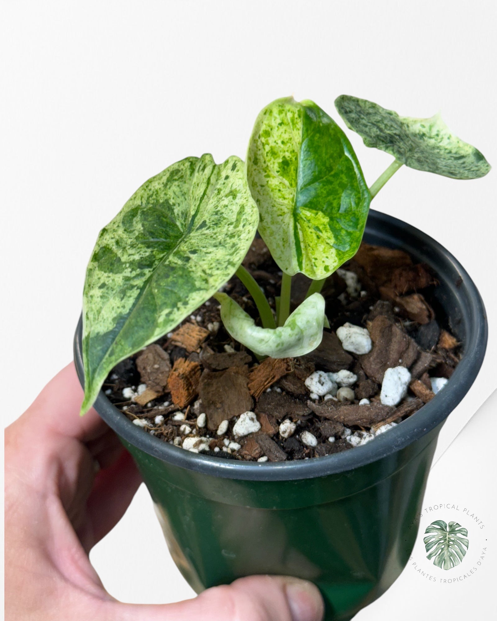 Alocasia baginda 'Dragon Scale' variegated Mint-2