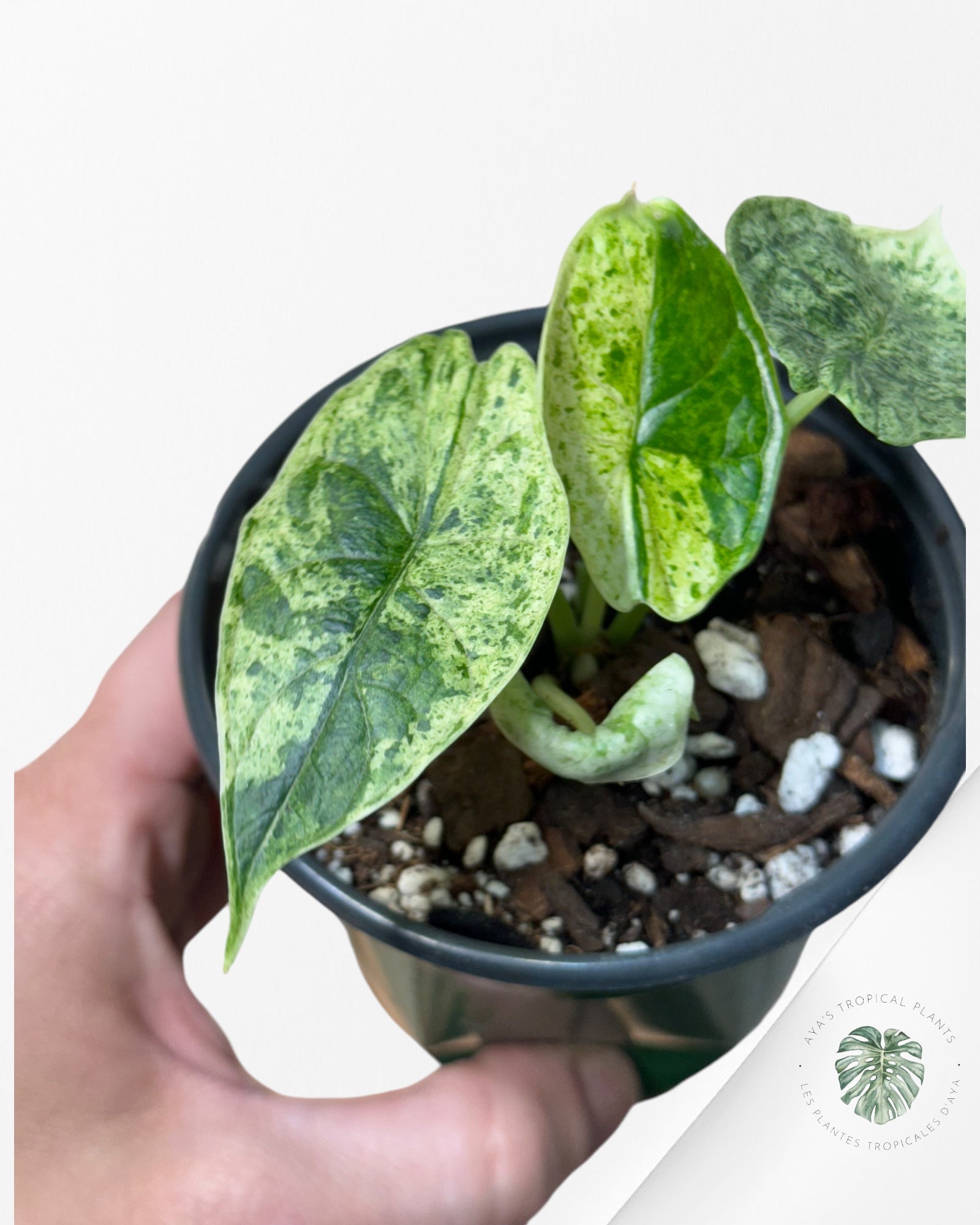 Alocasia baginda 'Dragon Scale' variegated Mint-2