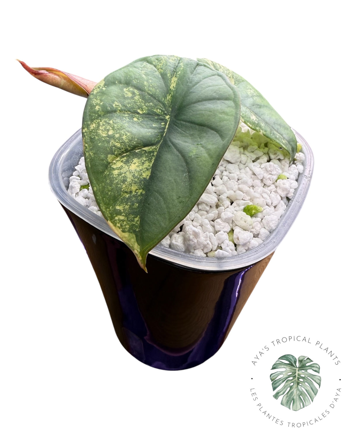 Alocasia Nebula Aurea Variegated