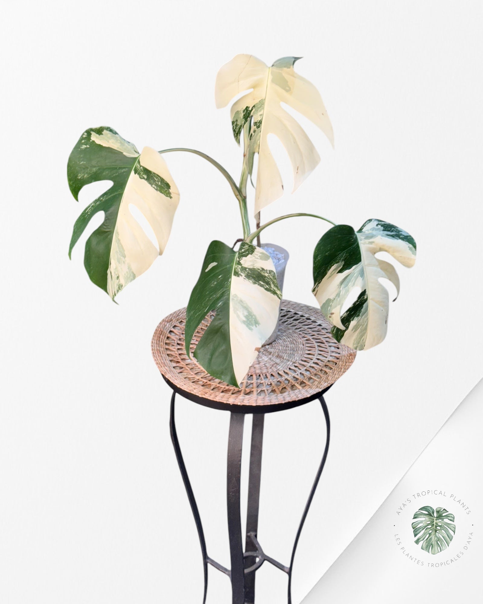 Monstera Borsigiana Albo-JAM4