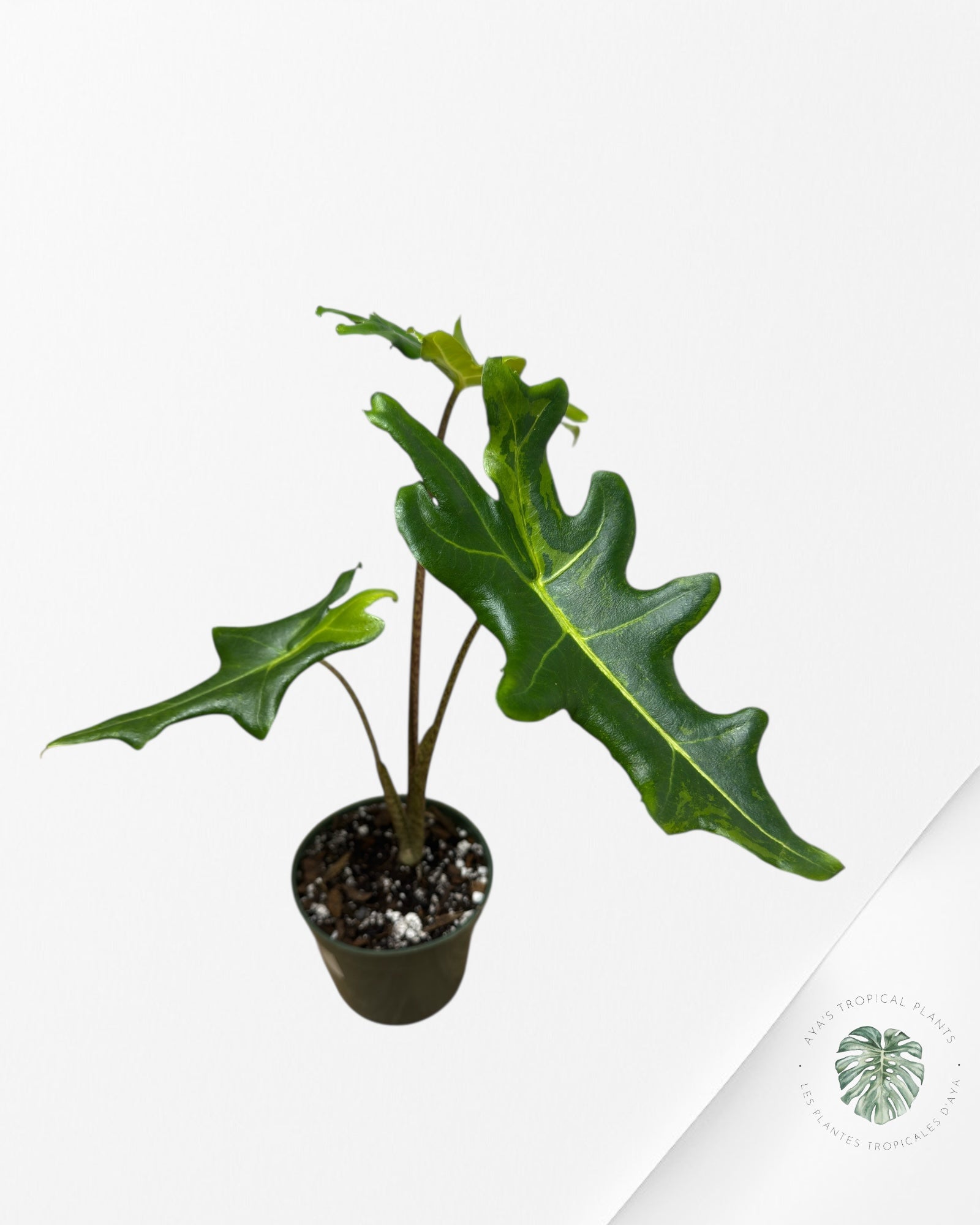 Alocasia Portei Variagated -JU02