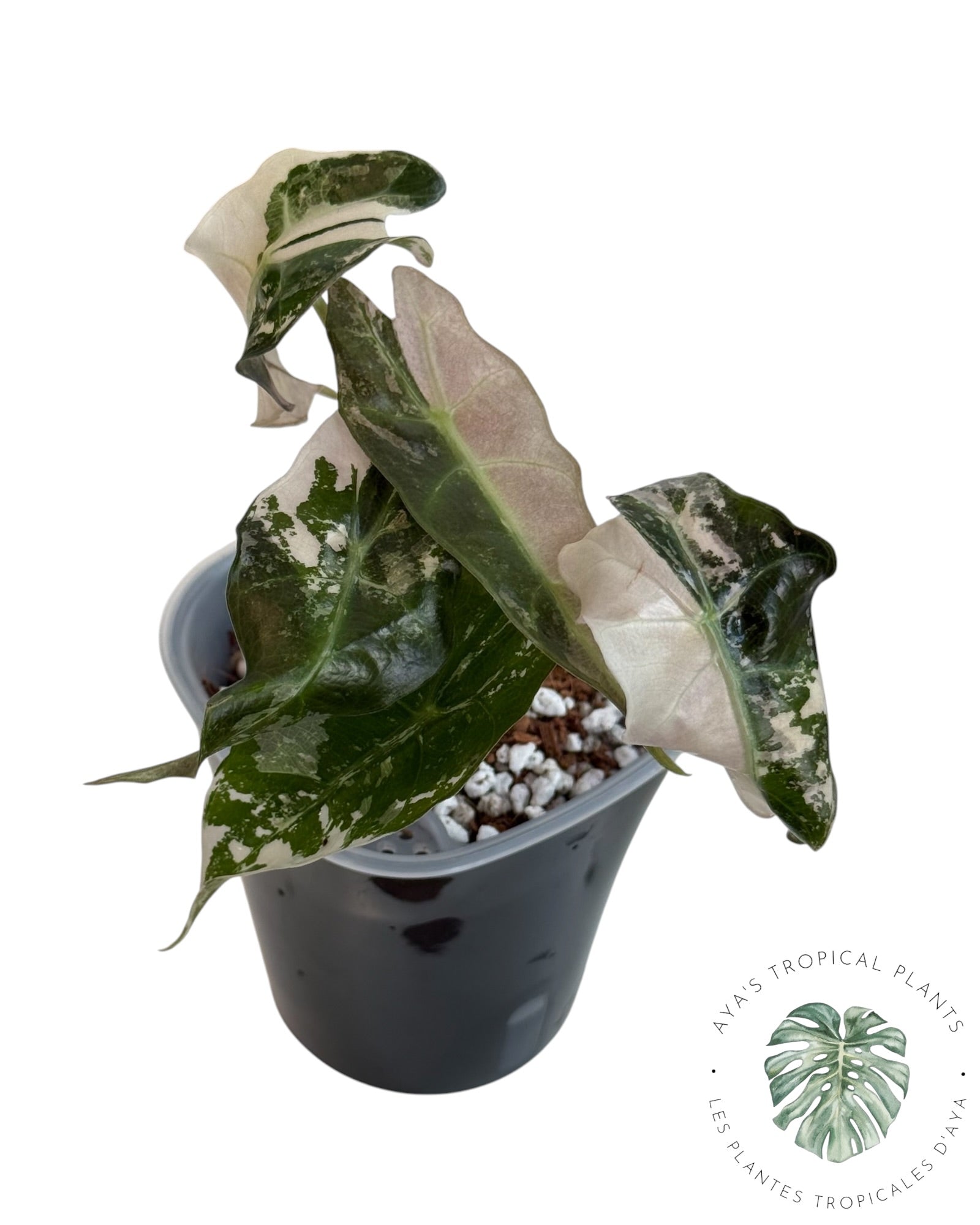 Alocasia Polly Pink Snowflake
