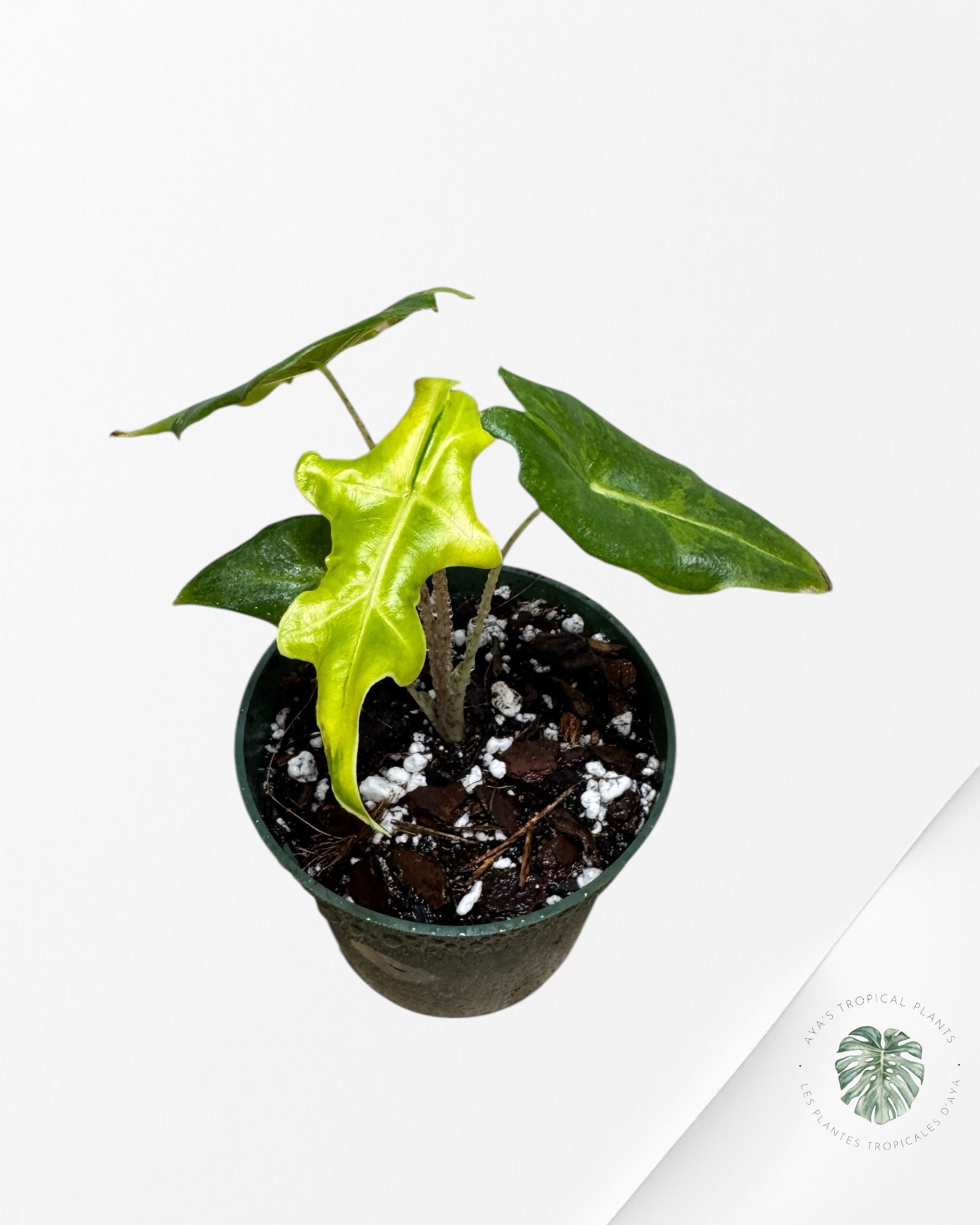 Alocasia Portei Variagated -JU03