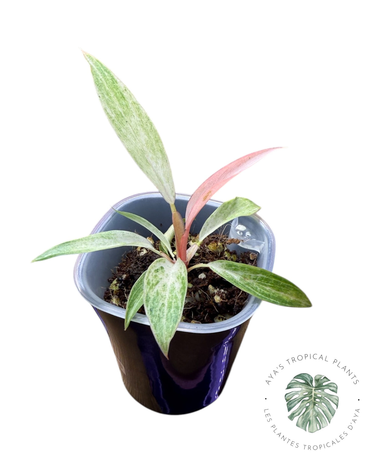 Philodendron Strawberry Caramel Variegated