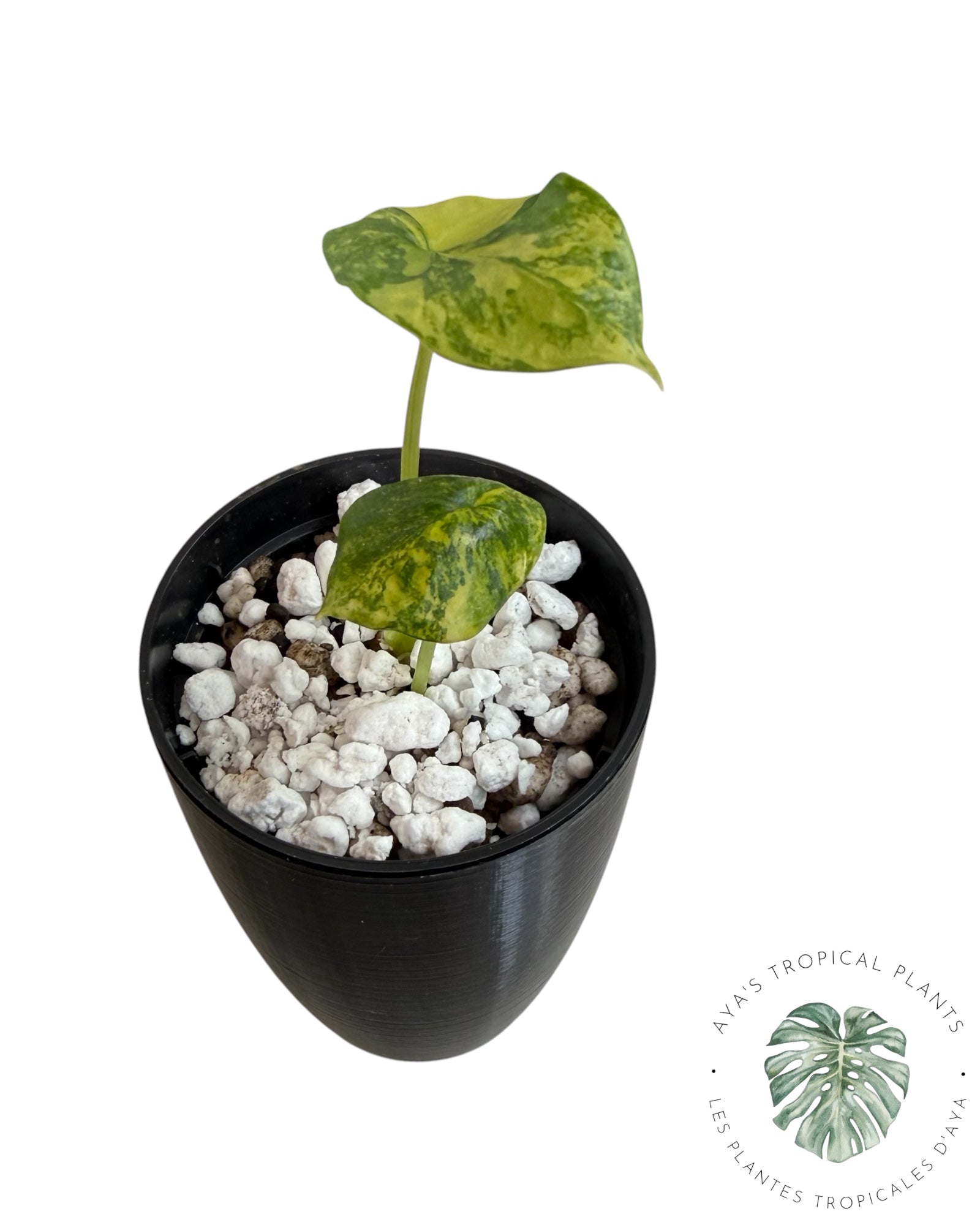 Alocasia Sinuata Aurea Variegated