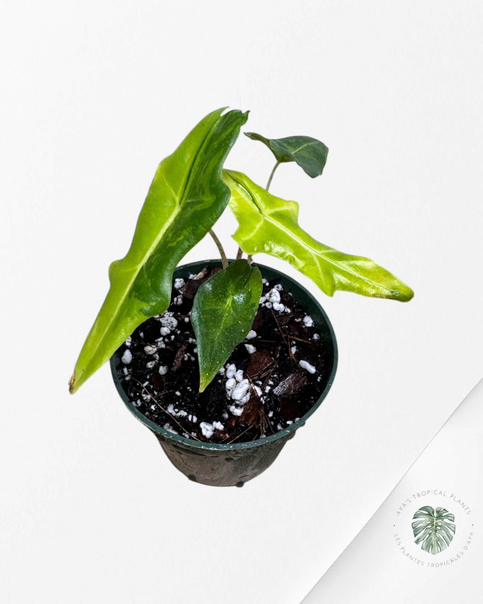 Alocasia Portei Variagated -JU03