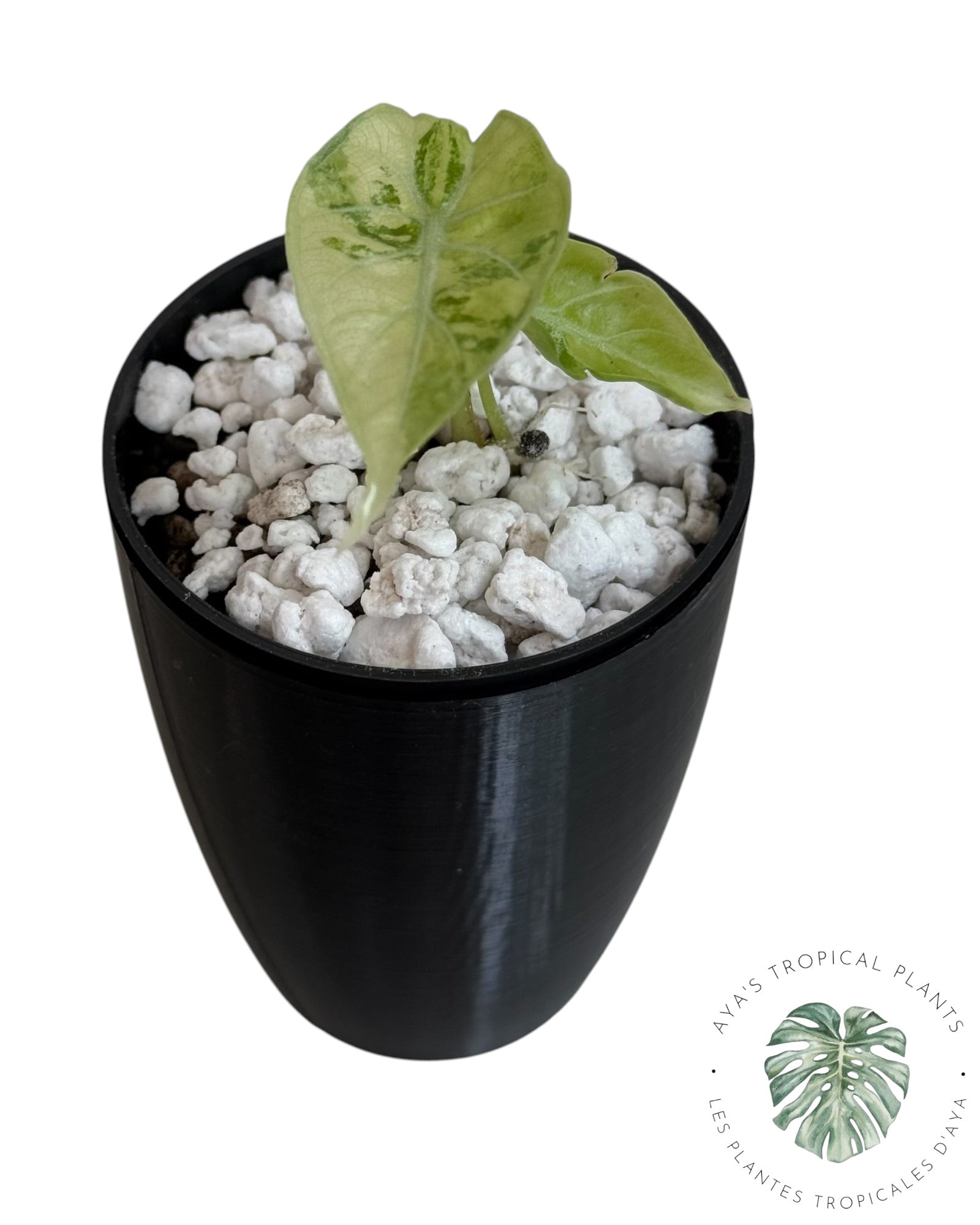 Alocasia Watsoniana Doff. Rose panaché