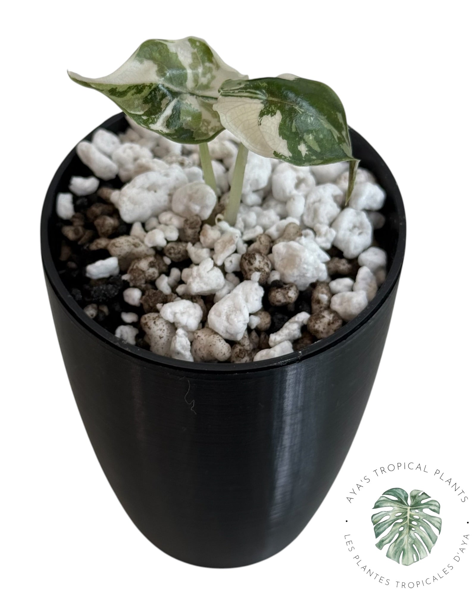 Alocasia Azlanii rose panaché