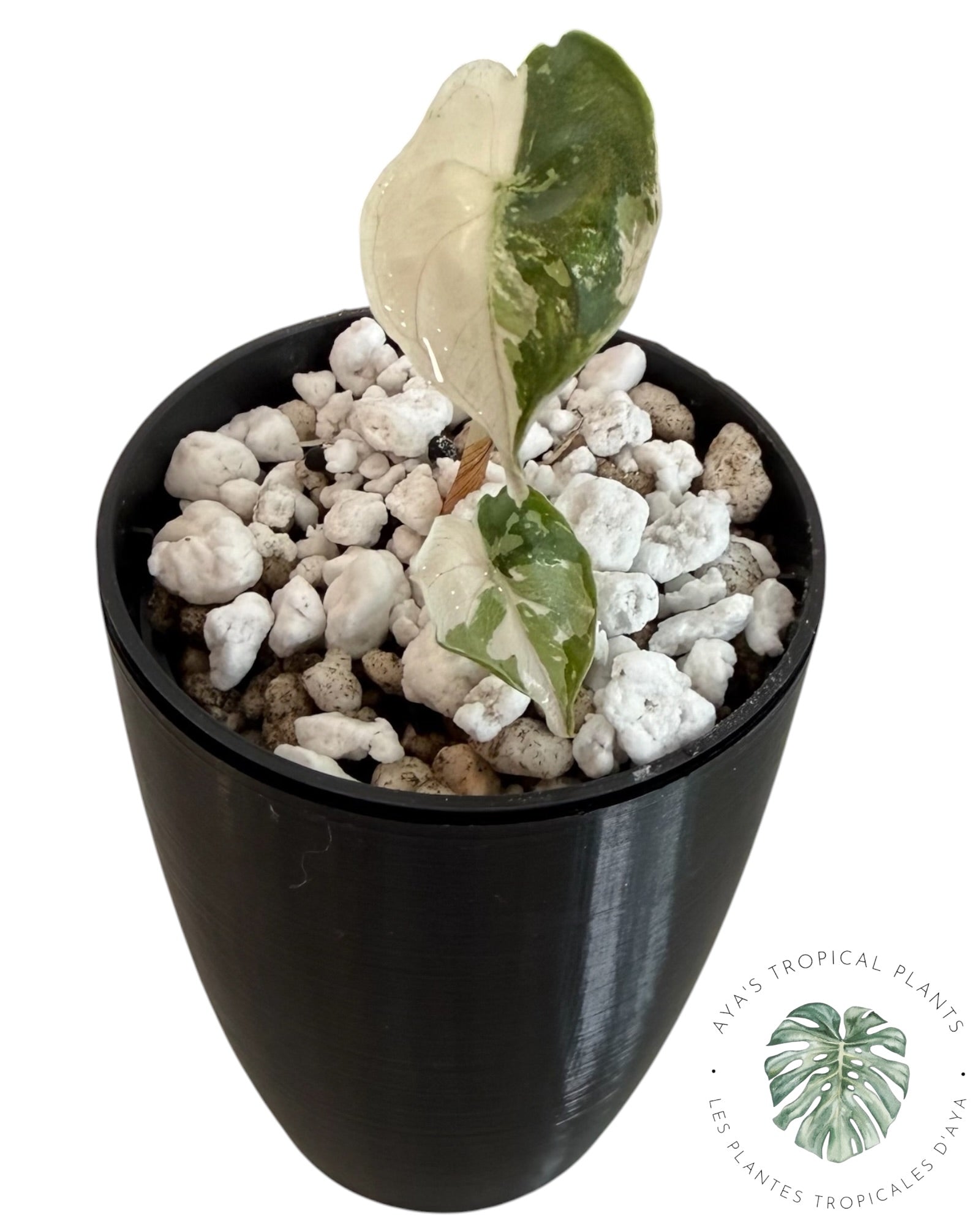Alocasia Azlanii rose panaché