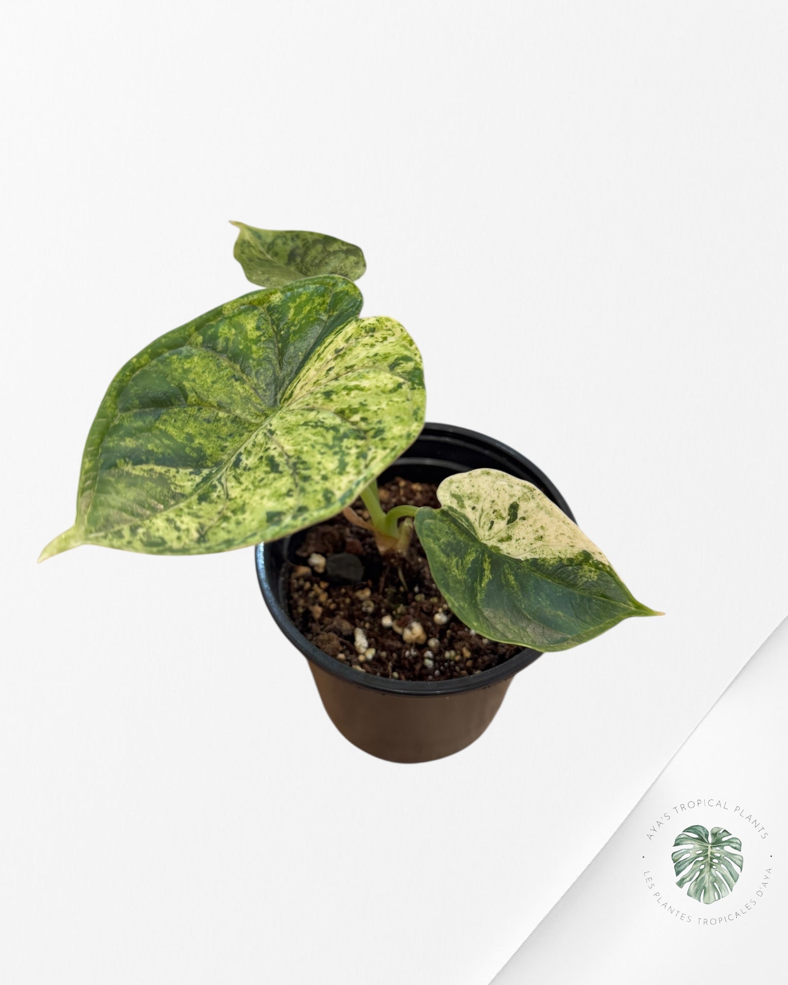 Alocasia Dragon Scale Mint - S7
