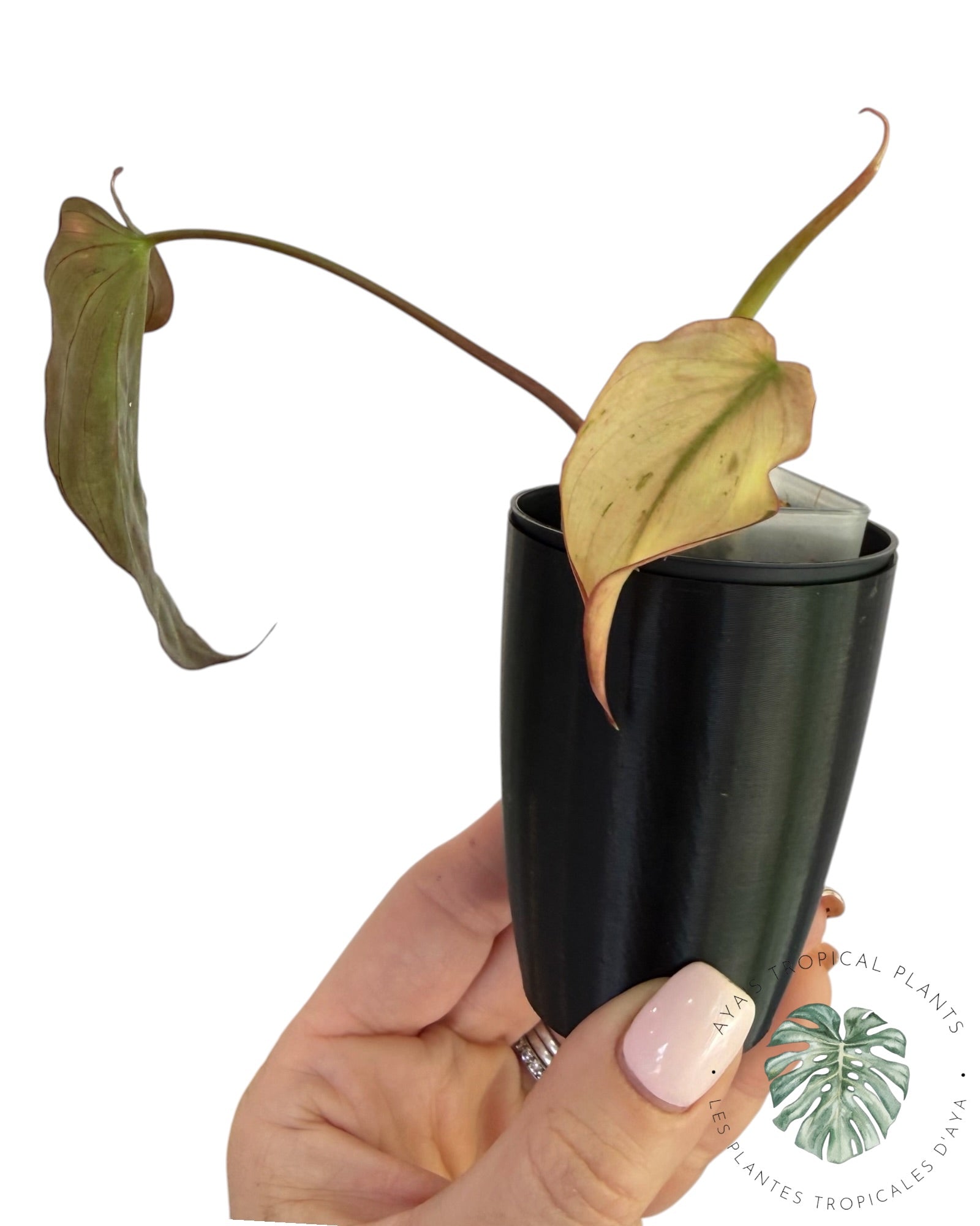 Philodendron Micans Mint Variegated