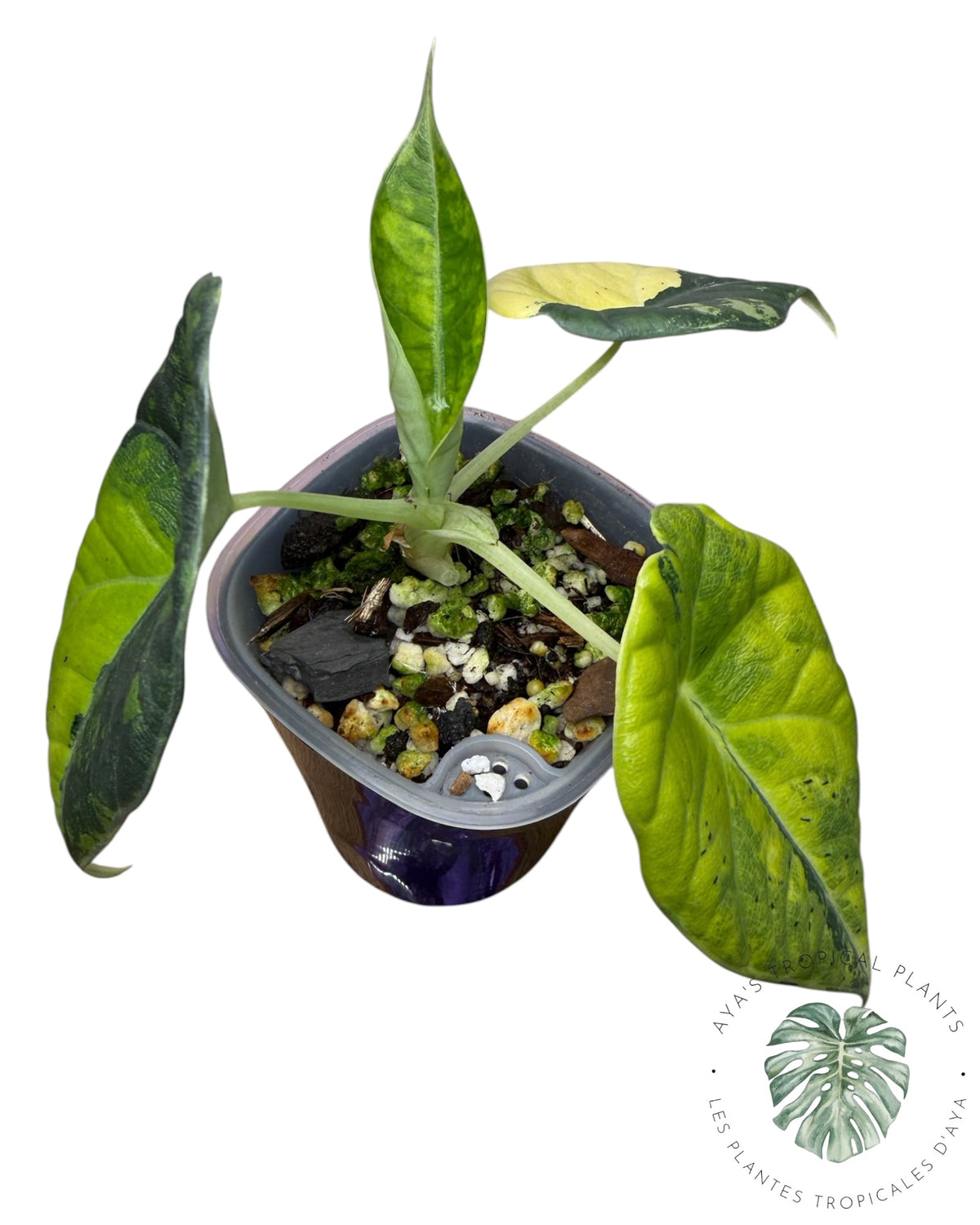 Alocasia Maharani Golden Lime