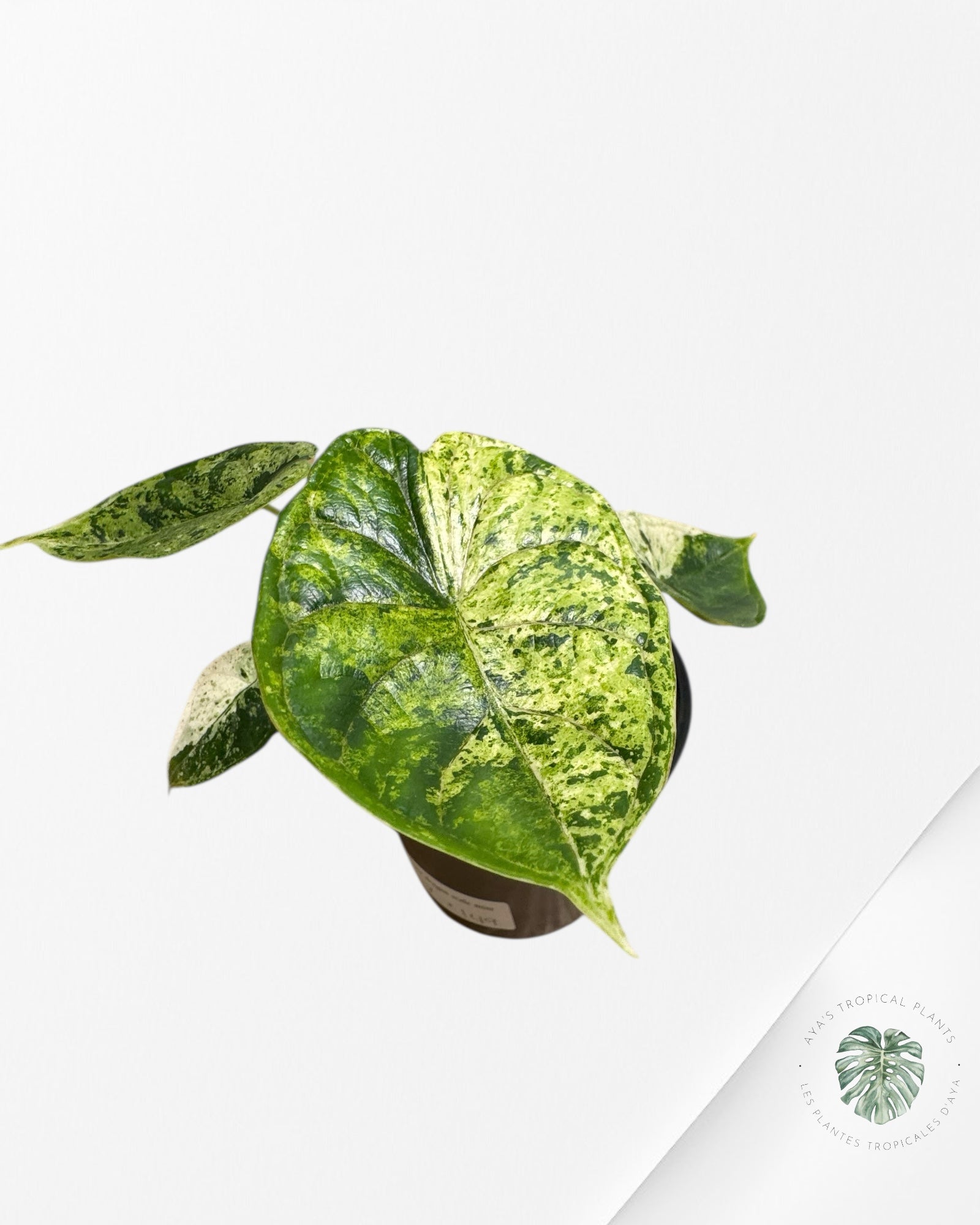 Alocasia Dragon Scale Mint - S7