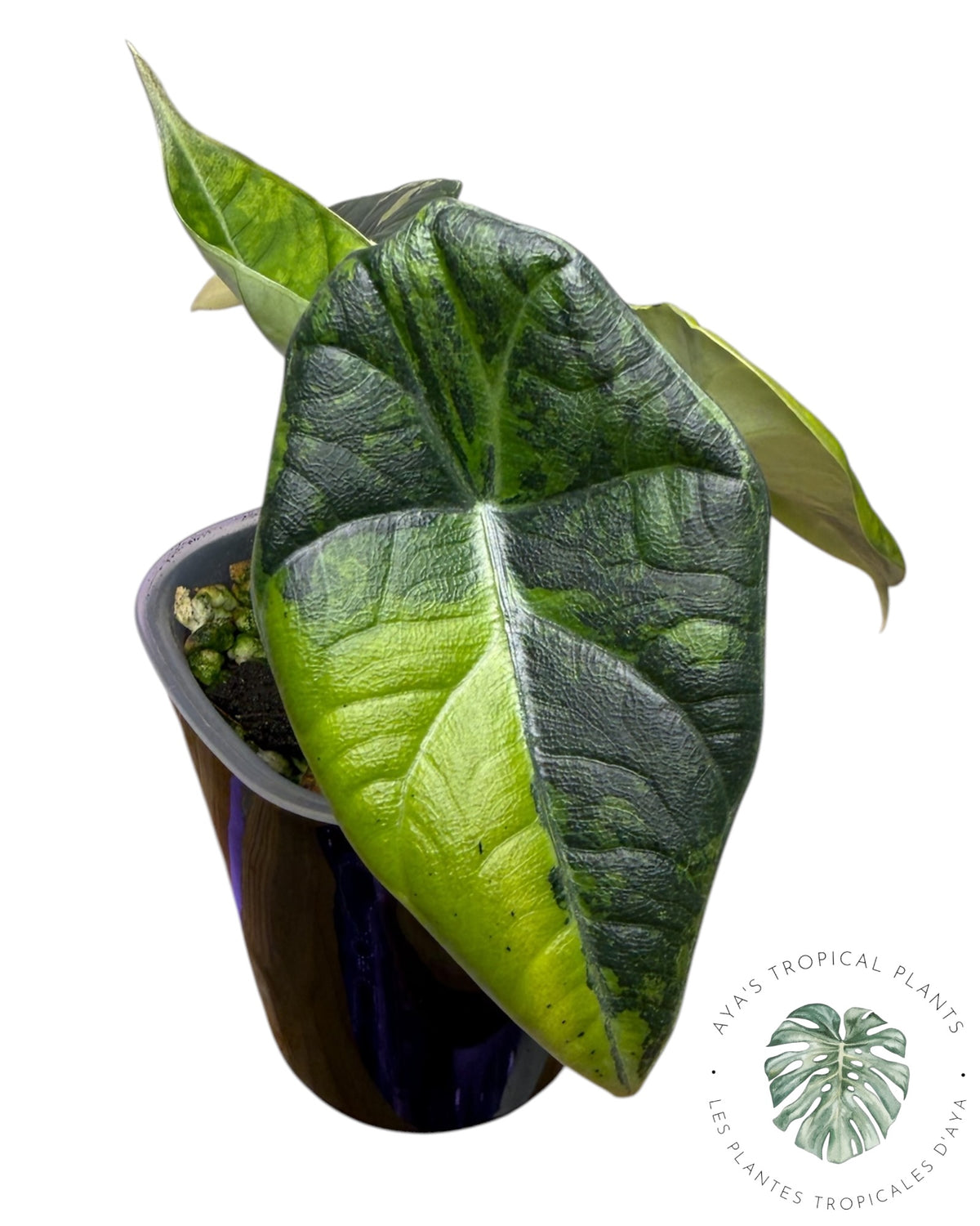 Alocasia Maharani Golden Lime