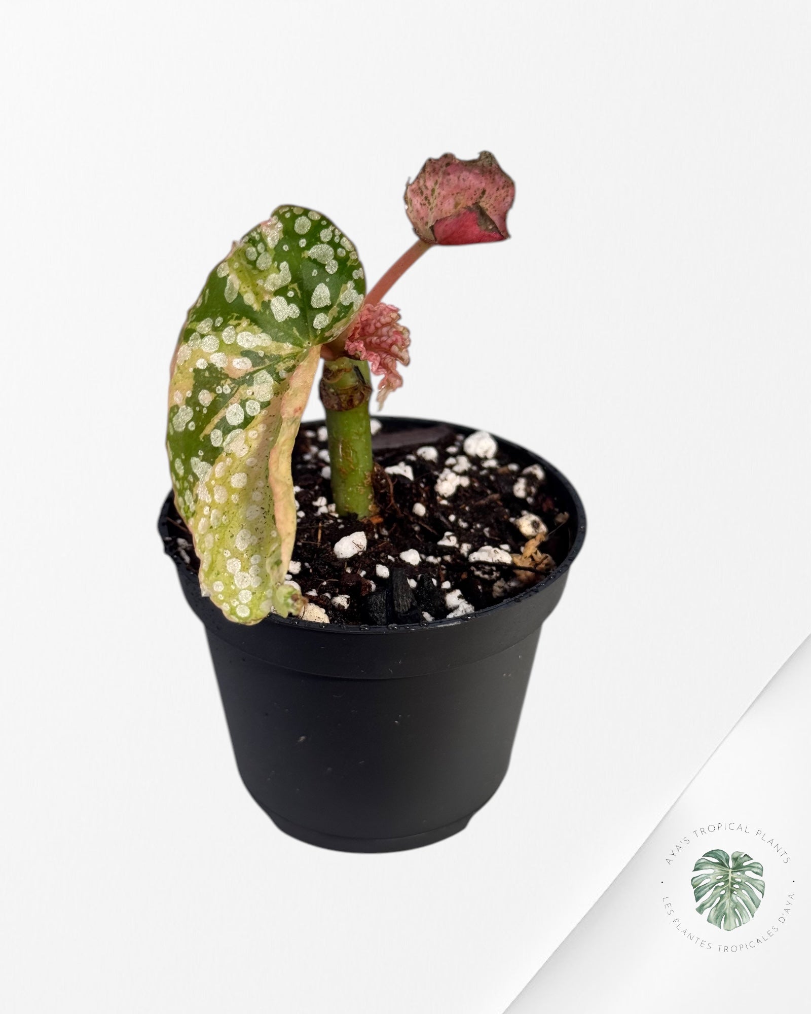 Begonia Snow Cap varigated - BSC4