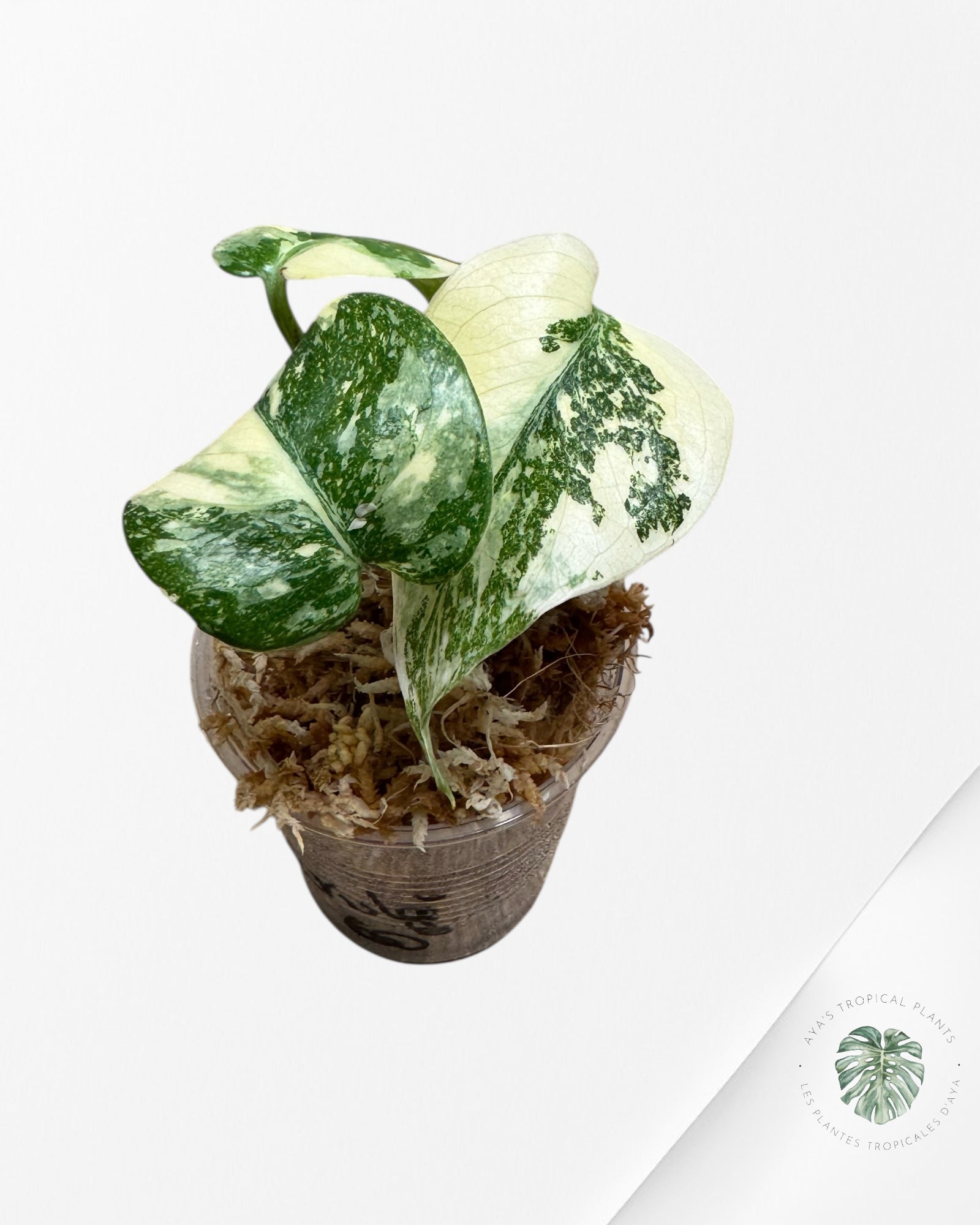 Monstera Thai Constellation Creme Brûlée-TH50