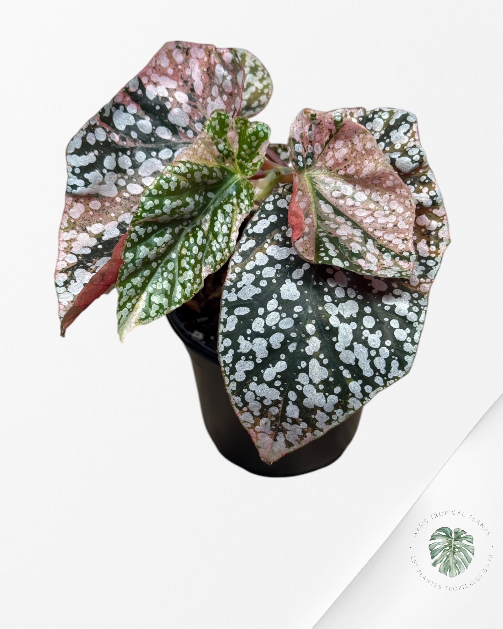 Begonia Snow Cap varigated - BSC1