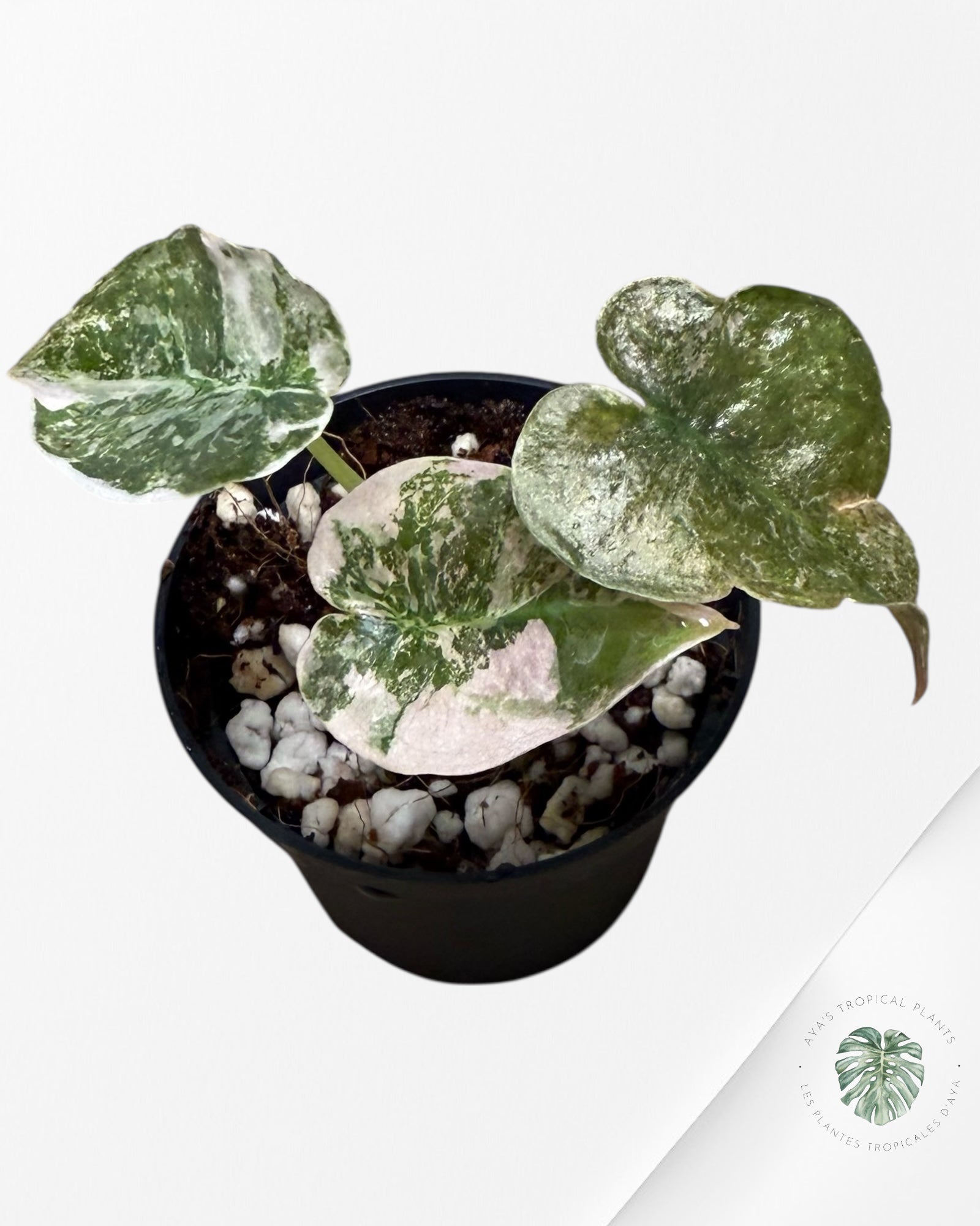 Alocasia Cuprea Pink Variegated-EX